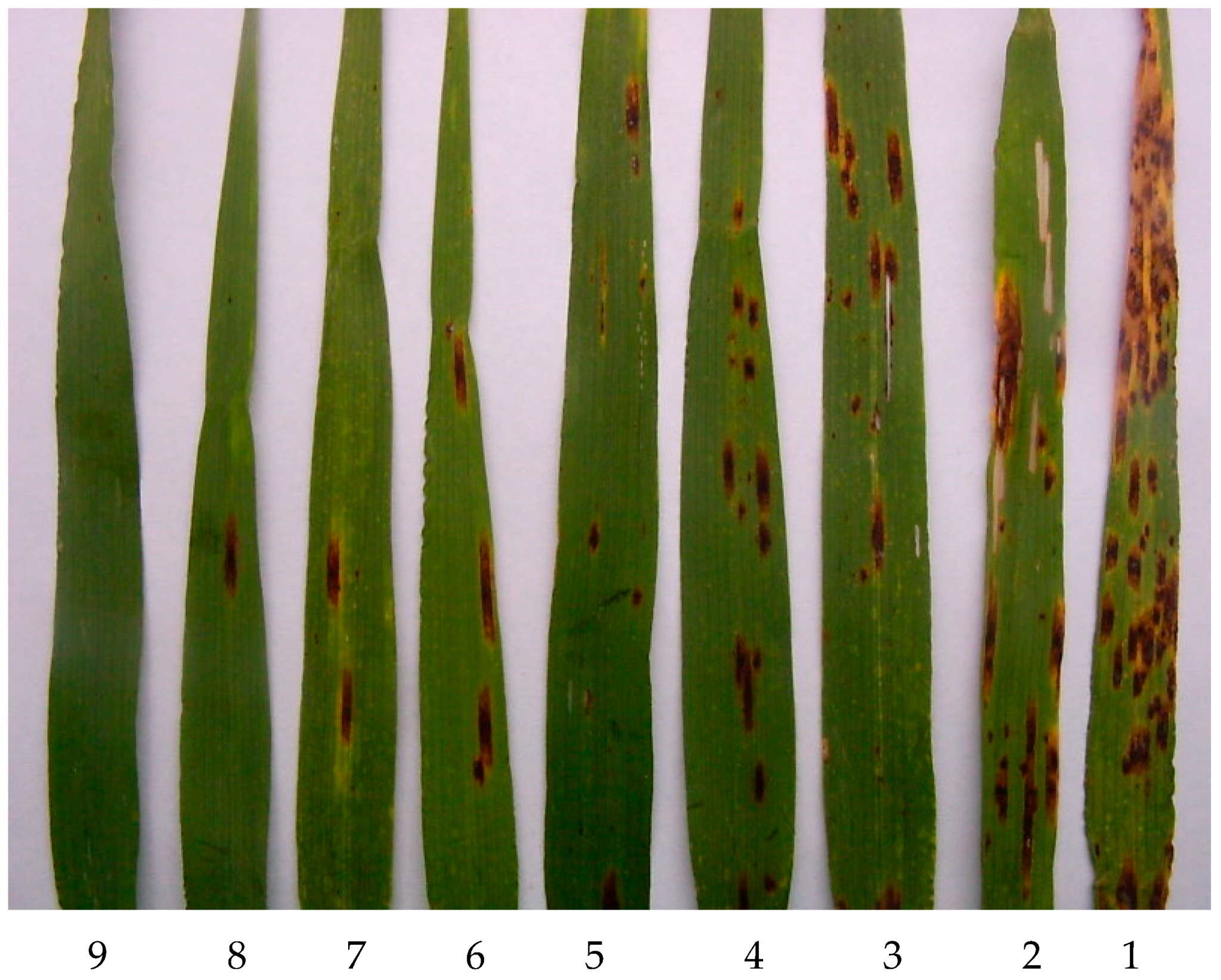 Agronomy 14 01322 g003