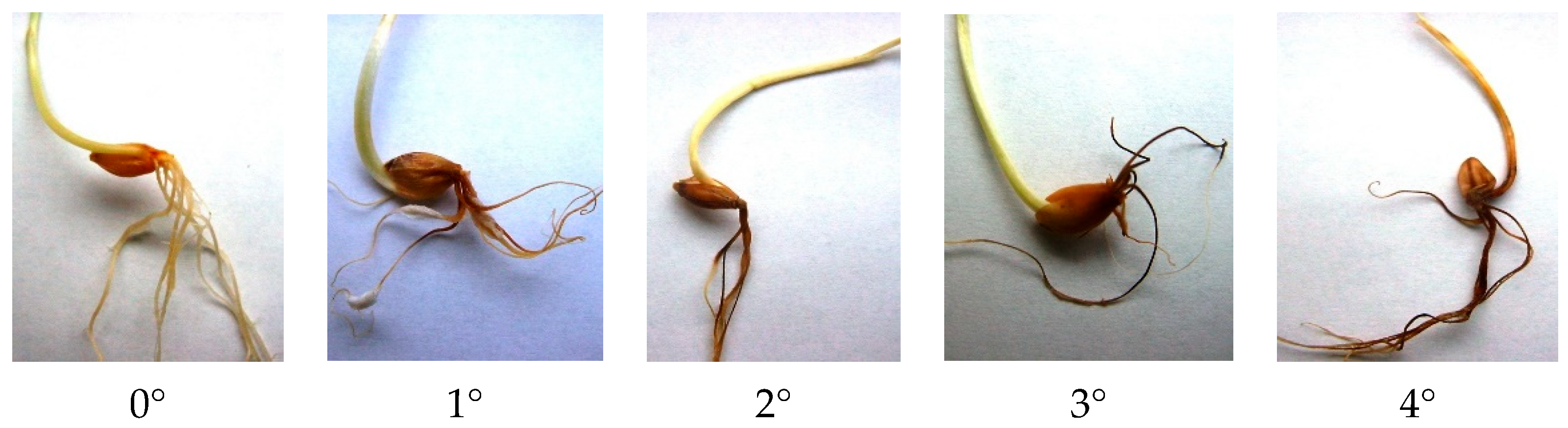 Agronomy 14 01322 g004