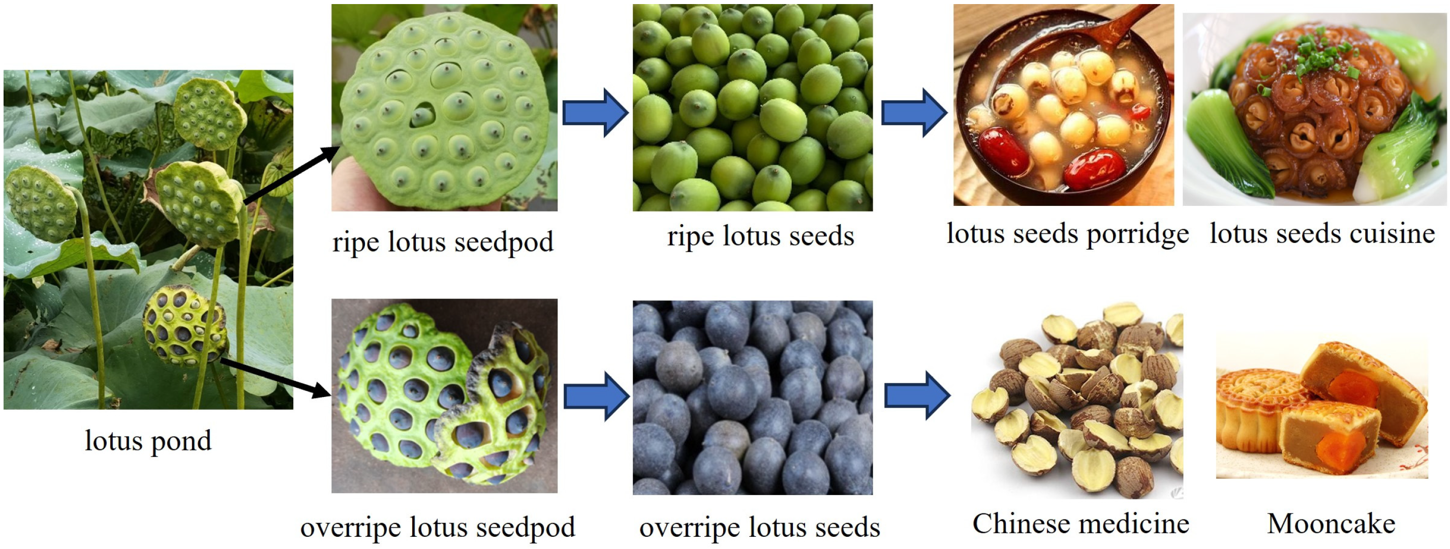 Agronomy 14 01325 g001
