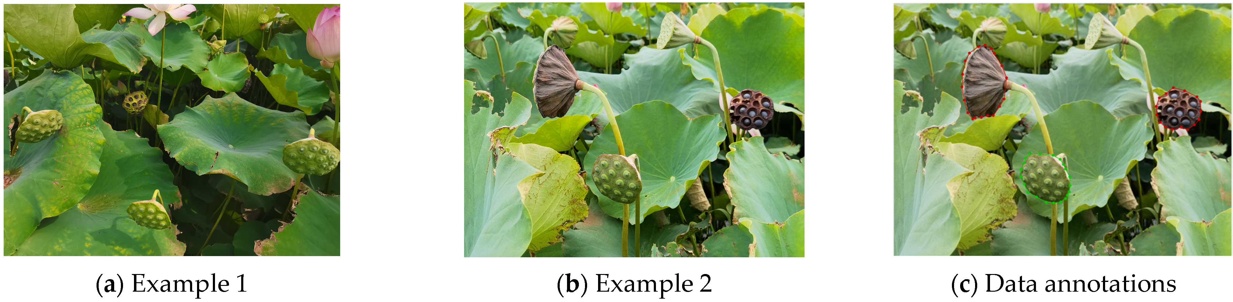 Agronomy 14 01325 g003