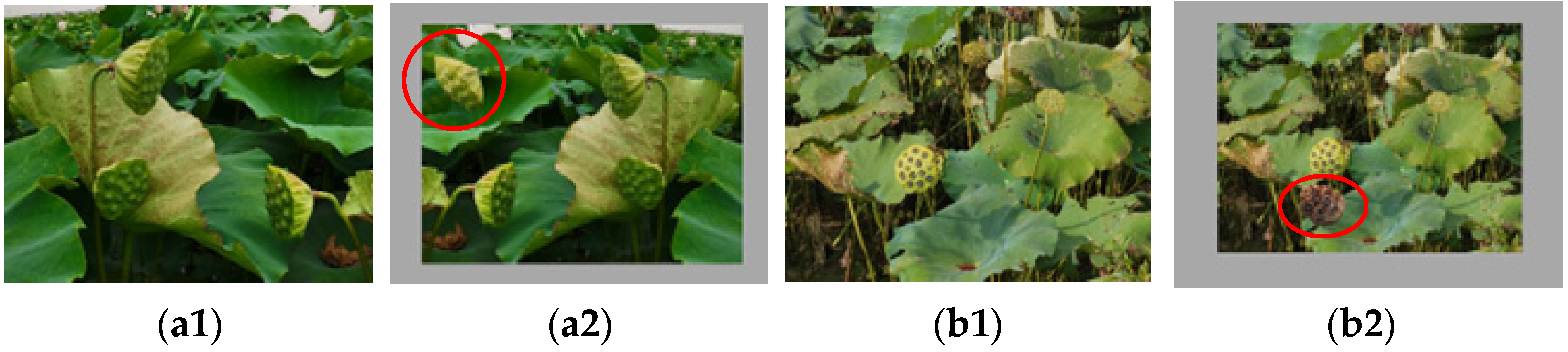 Agronomy 14 01325 g004