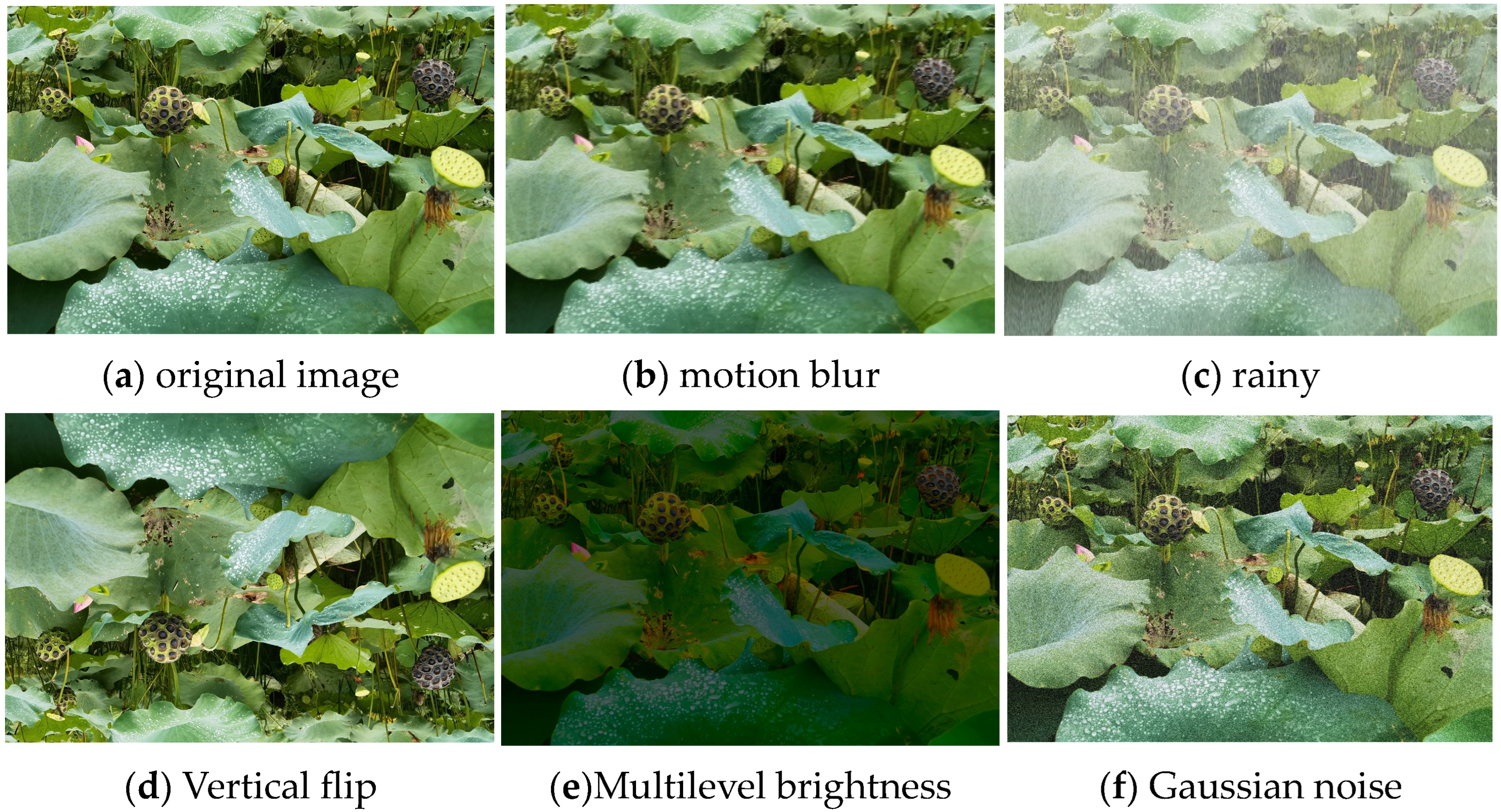 Agronomy 14 01325 g005