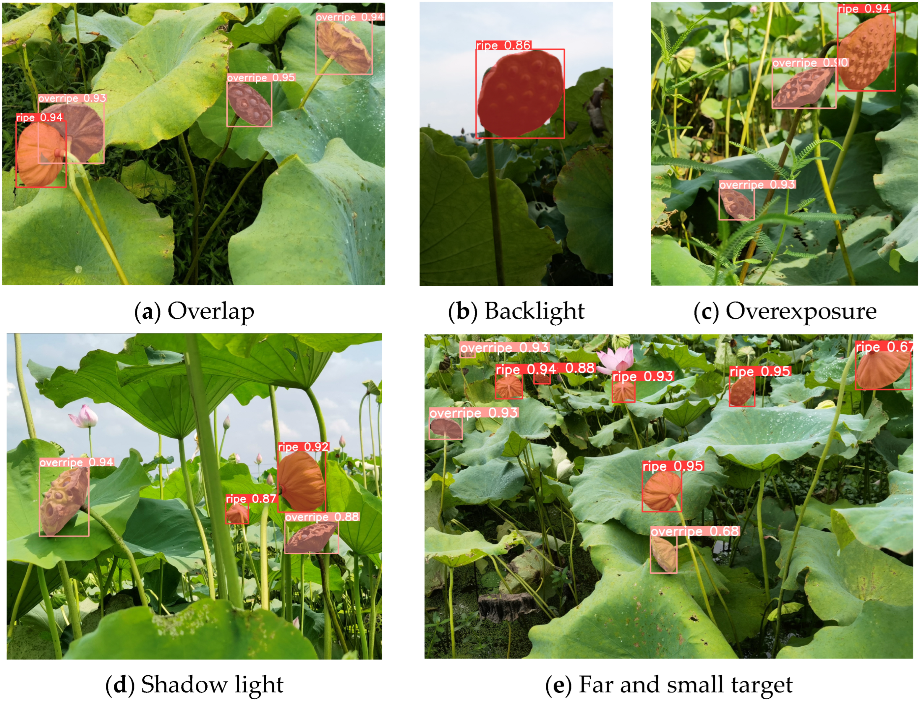 Agronomy 14 01325 g010