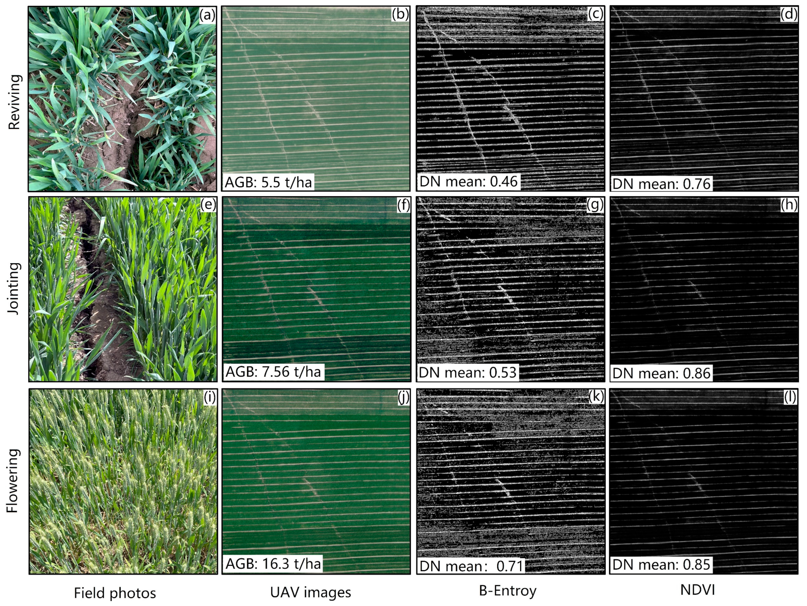 Agronomy 14 01330 g011