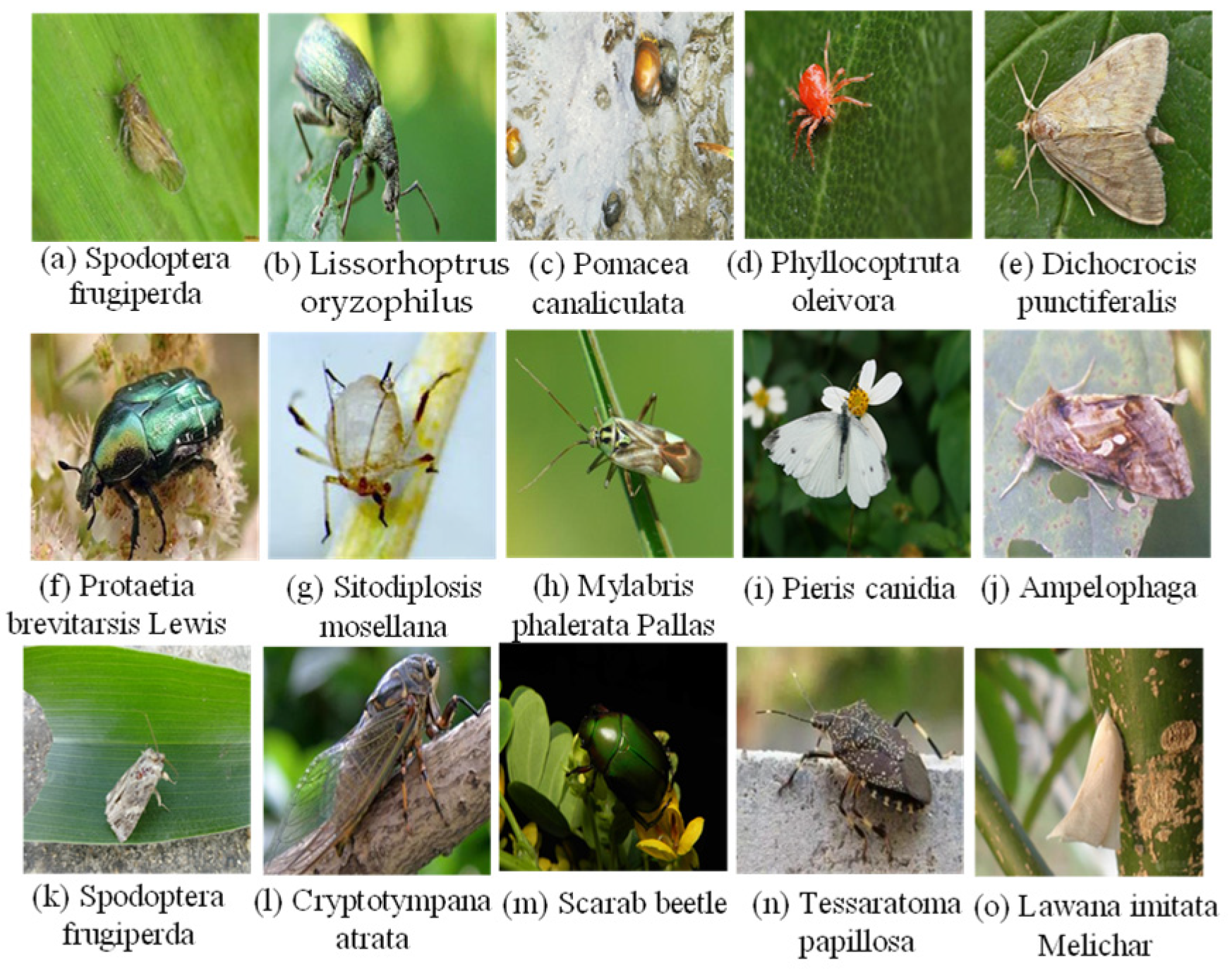 Agronomy 14 01334 g002