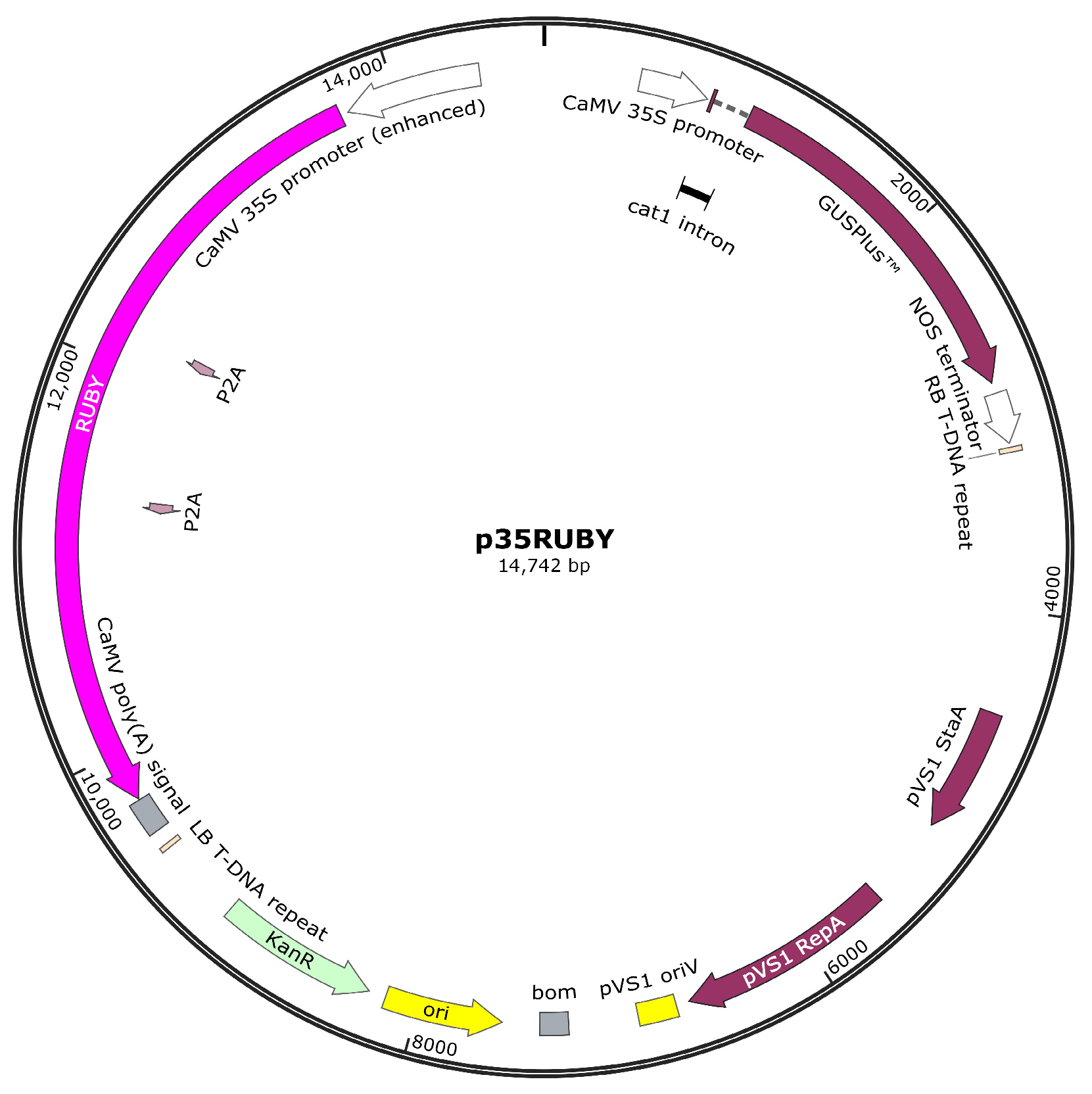 Agronomy 14 01335 g001