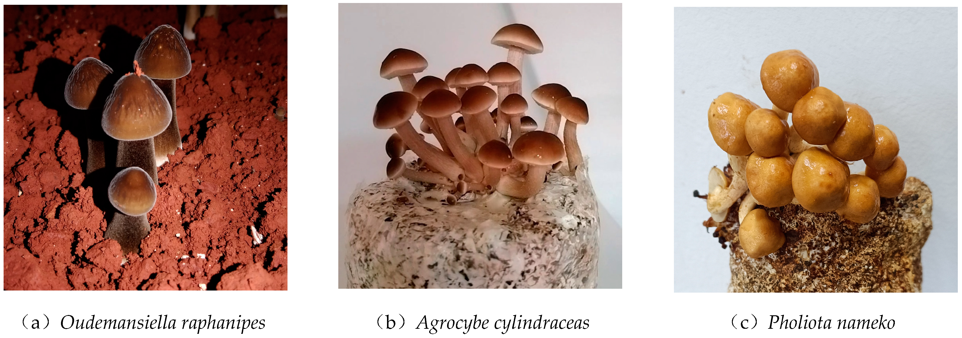 Agronomy 14 01337 g001