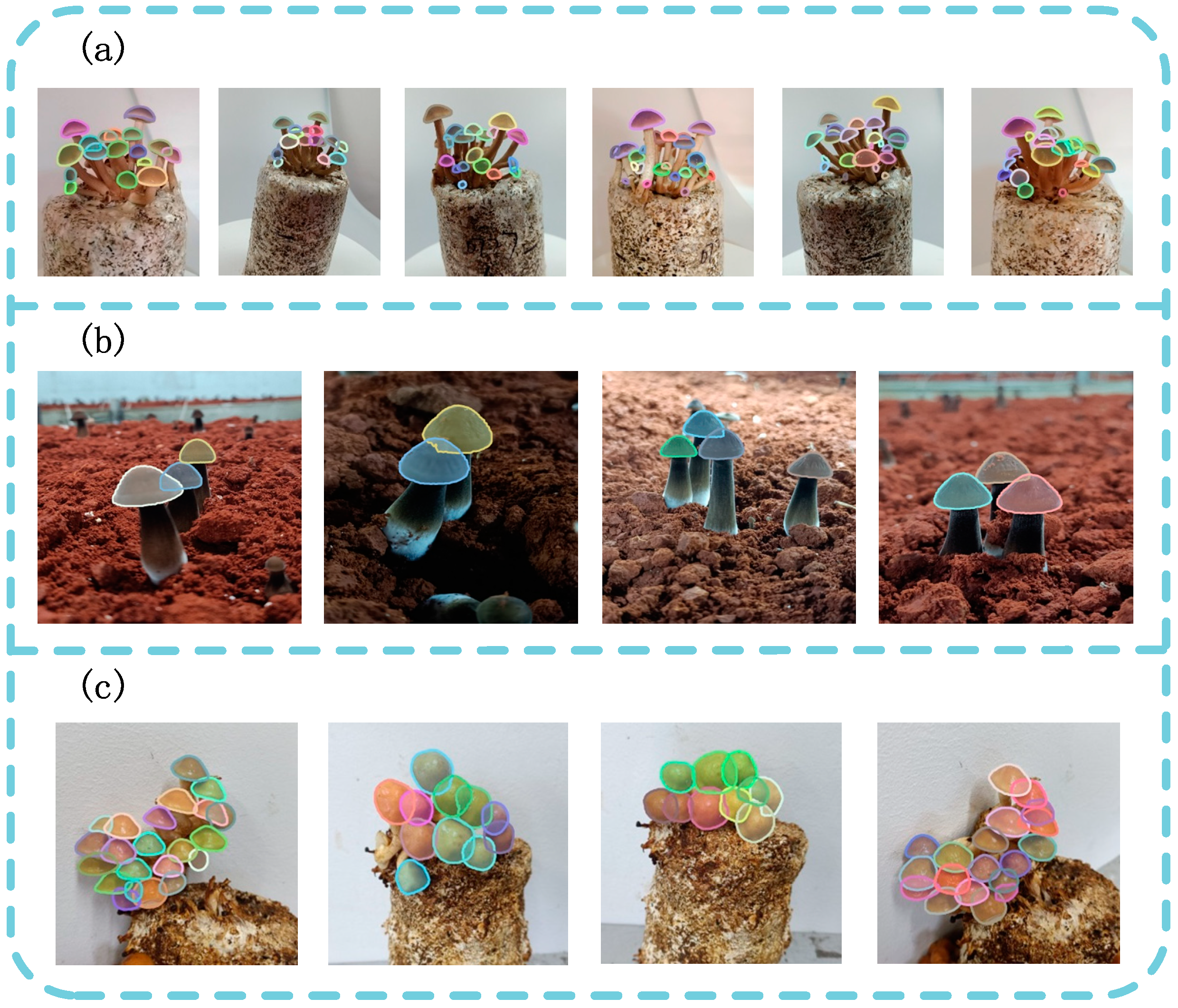 Agronomy 14 01337 g011