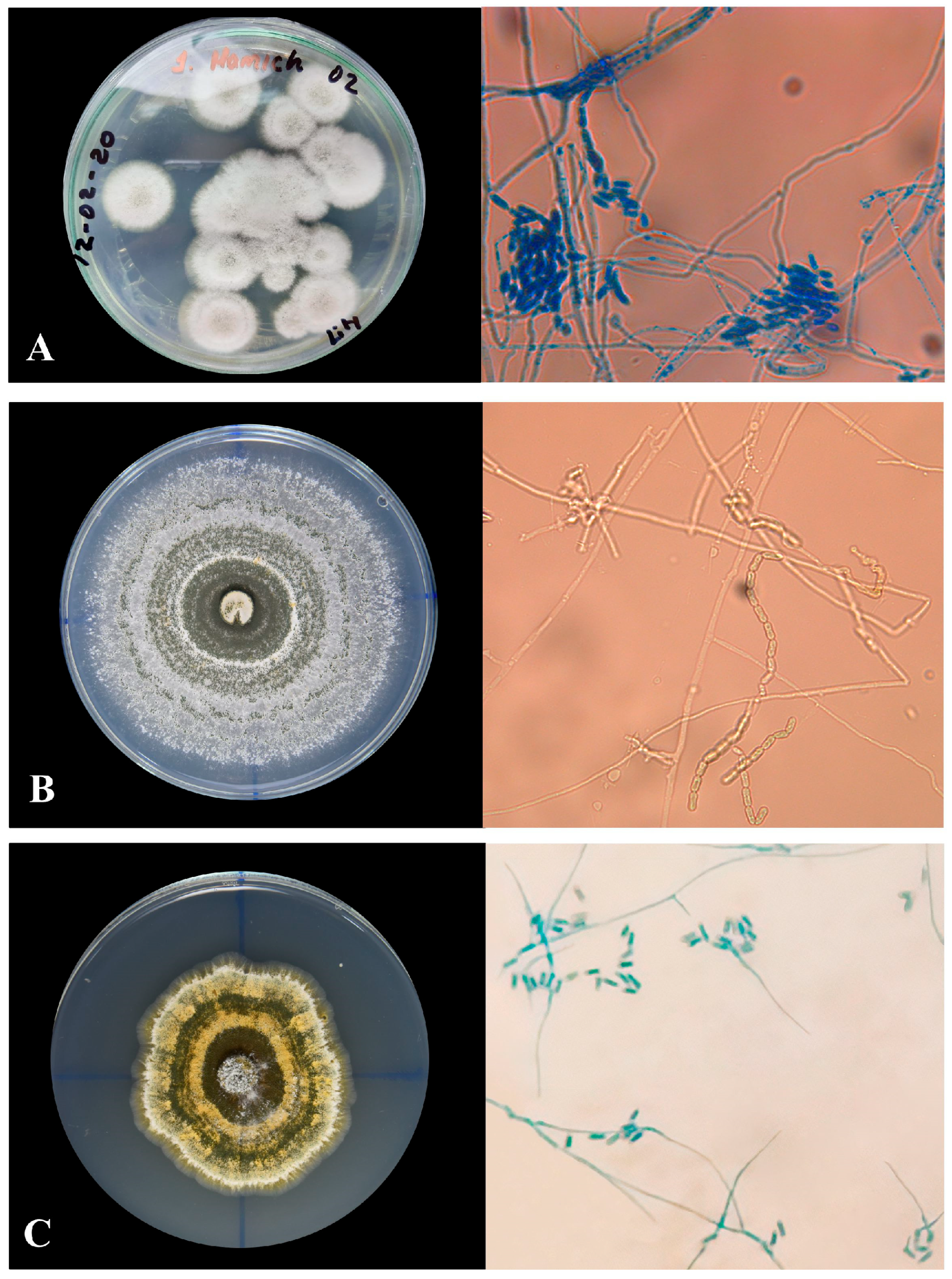 Agronomy 14 01341 g002