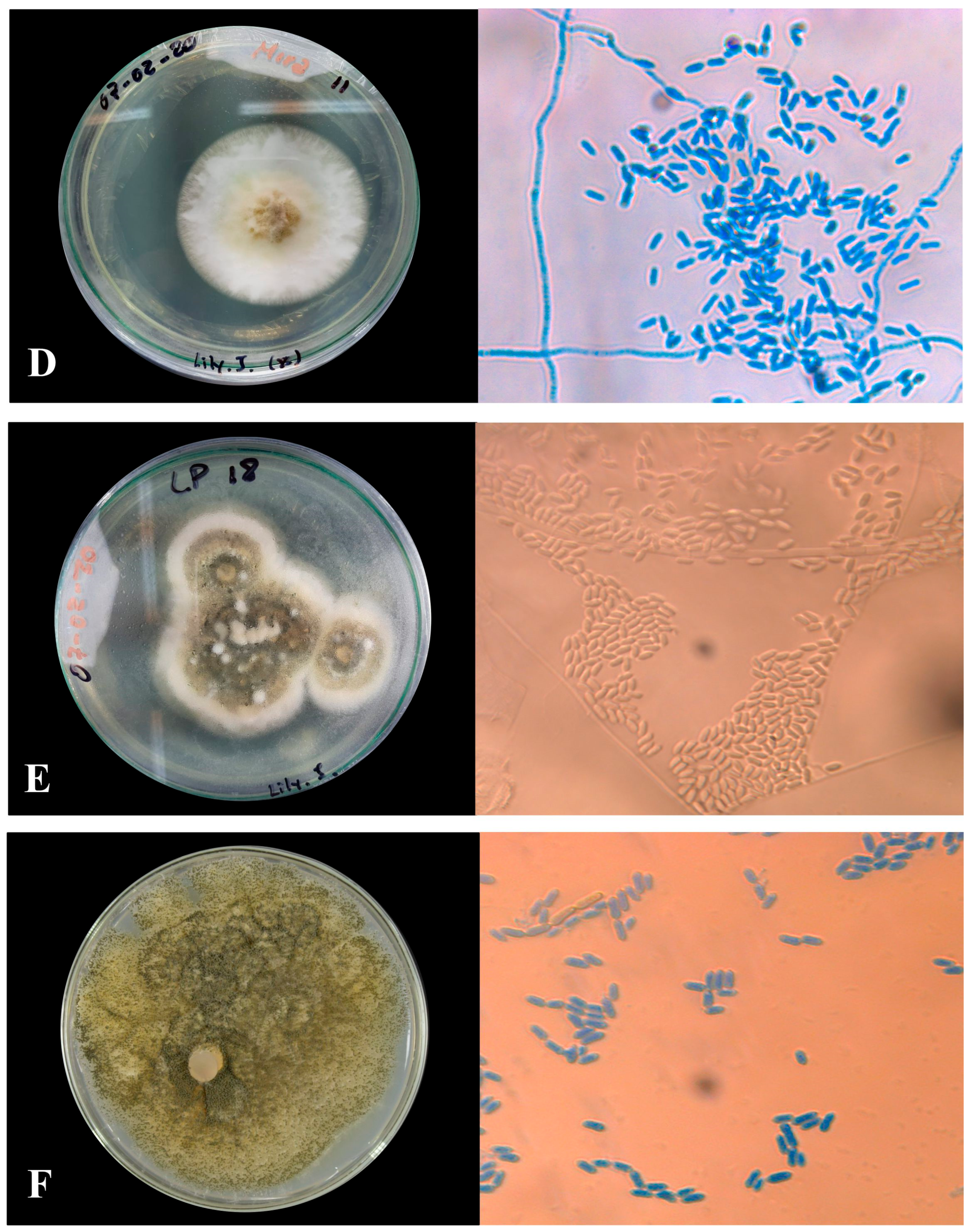 Agronomy 14 01341 g003