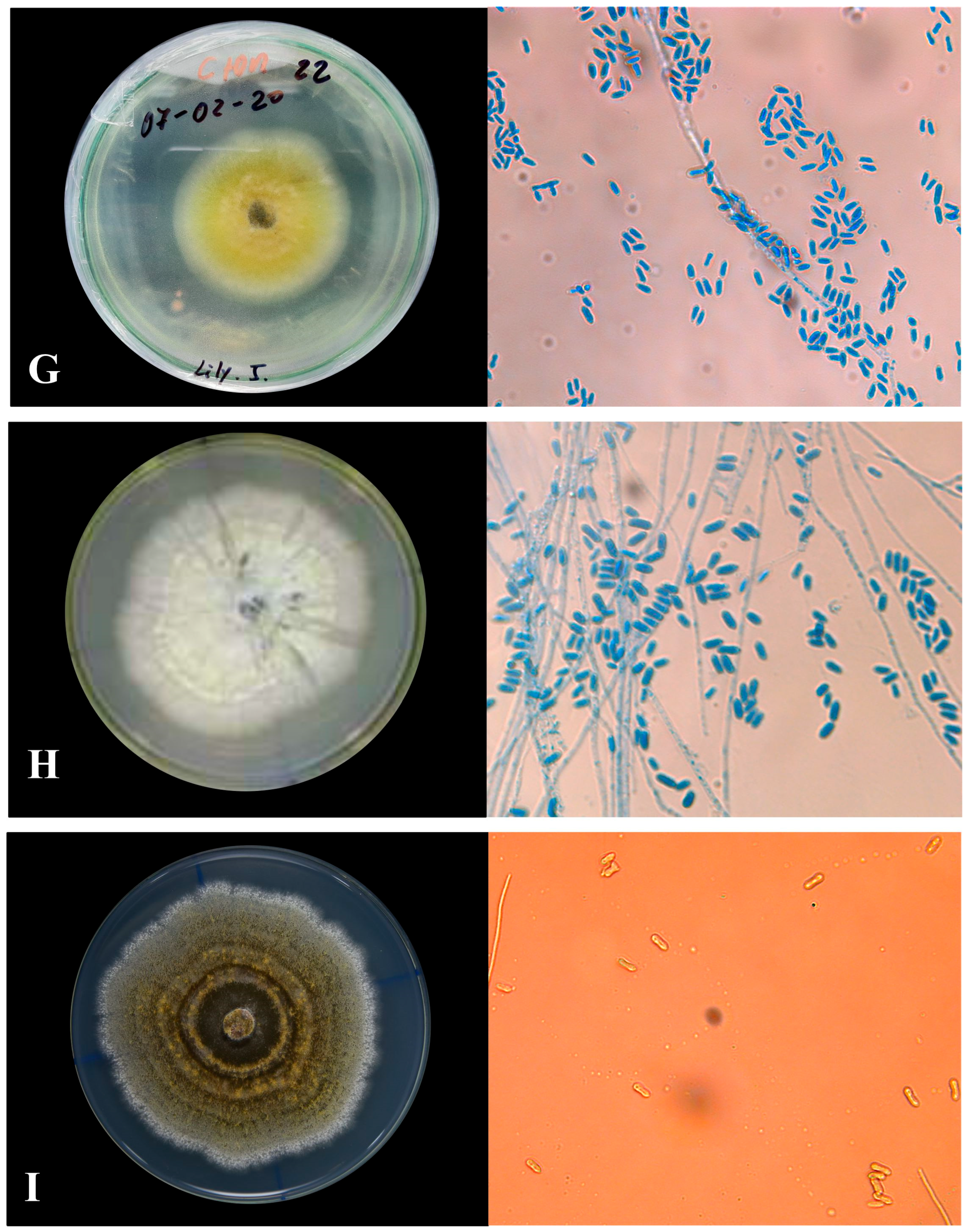 Agronomy 14 01341 g004