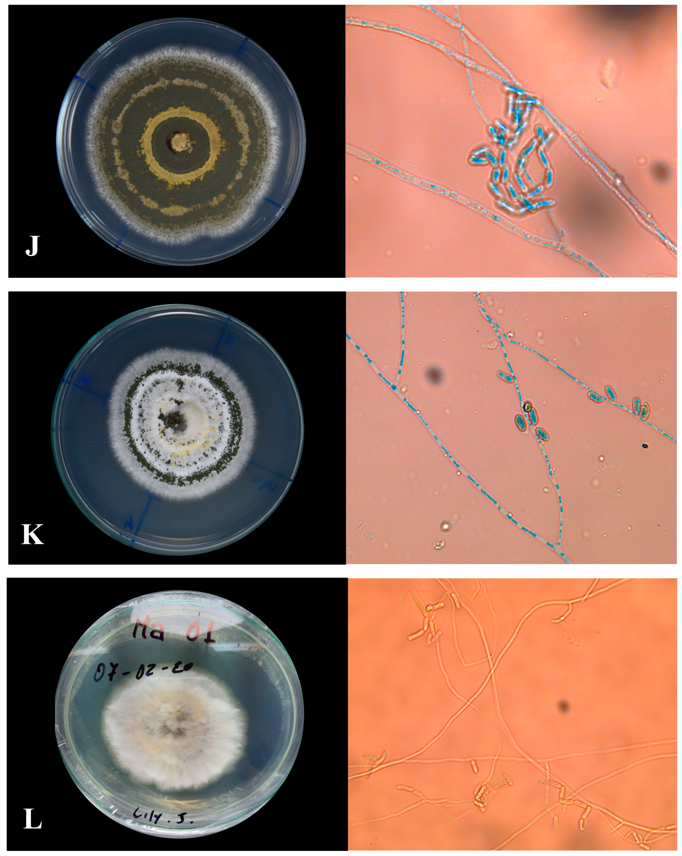 Agronomy 14 01341 g005