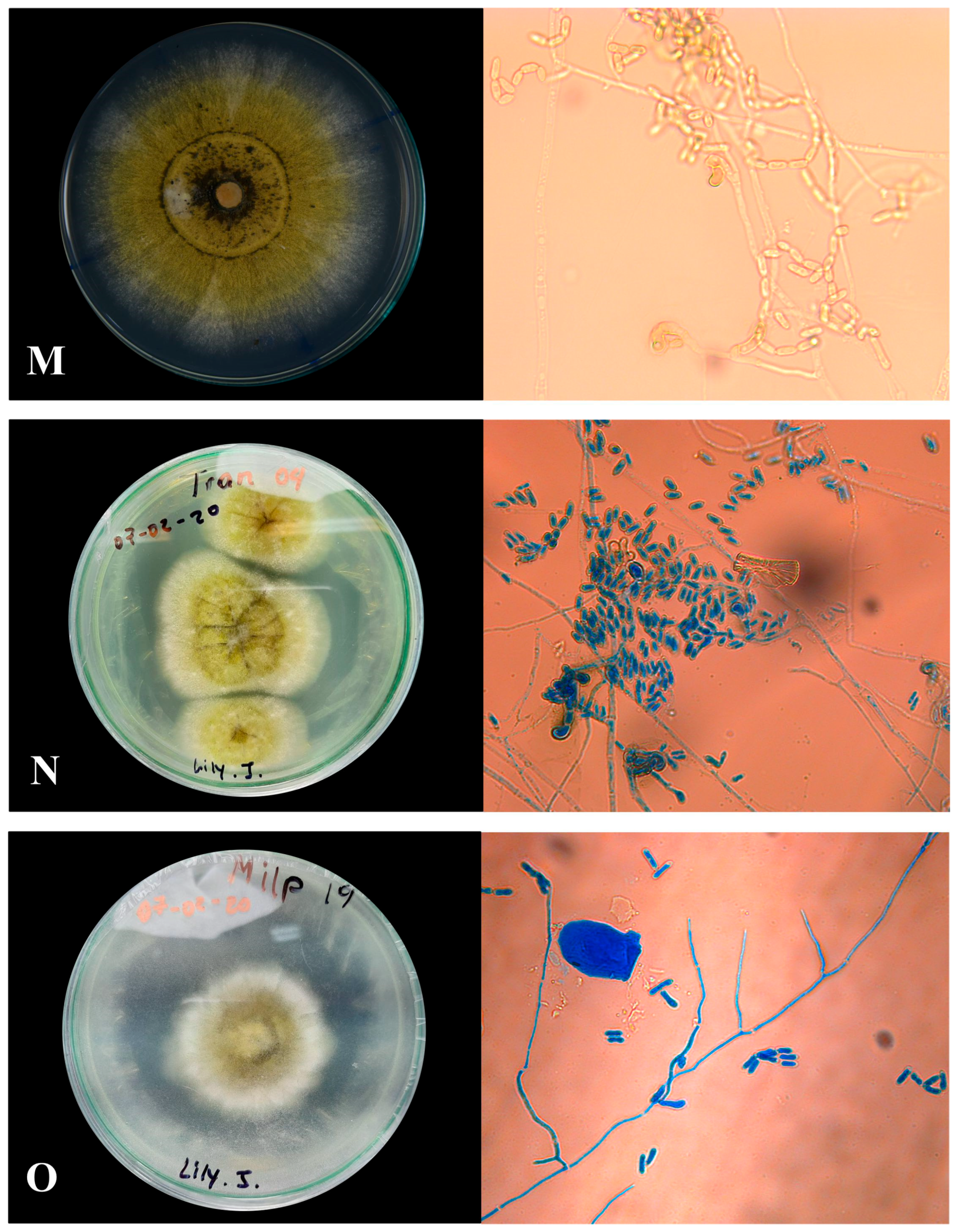 Agronomy 14 01341 g006