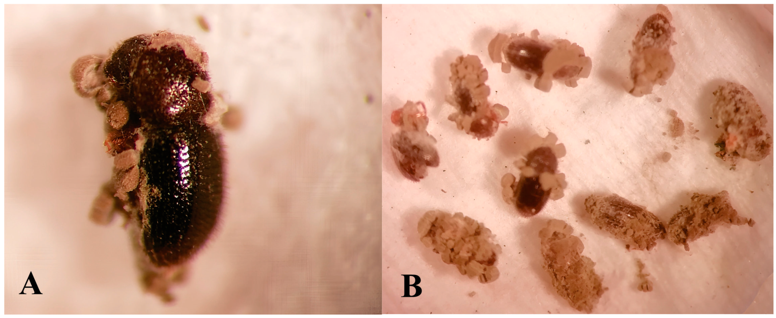 Agronomy 14 01341 g011