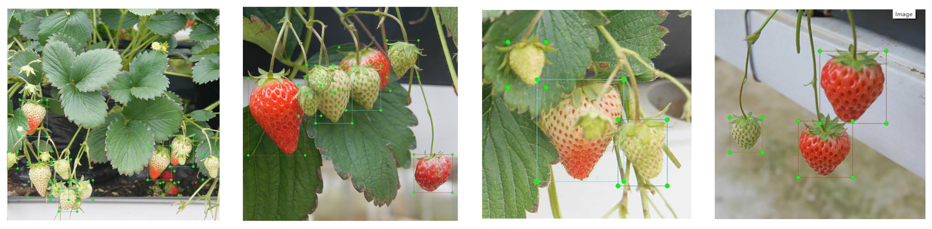 Agronomy 14 01353 g003