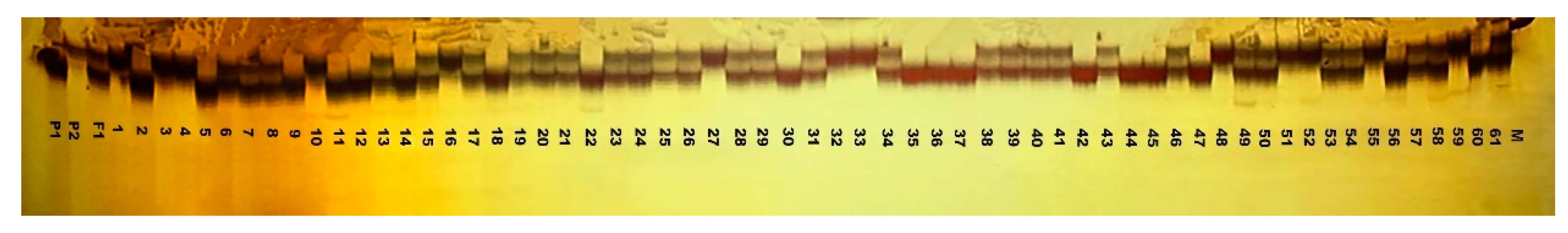 Agronomy 14 01370 g0a1 Agronomy 14 01370 g0a1