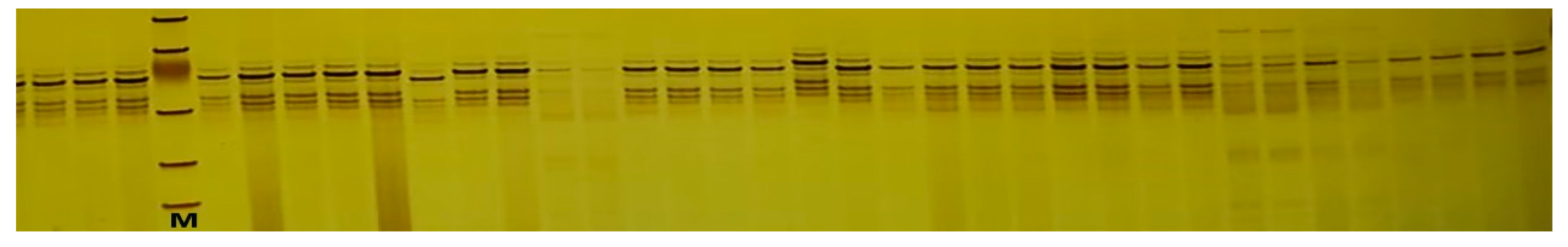 Agronomy 14 01370 g0a2 Agronomy 14 01370 g0a2