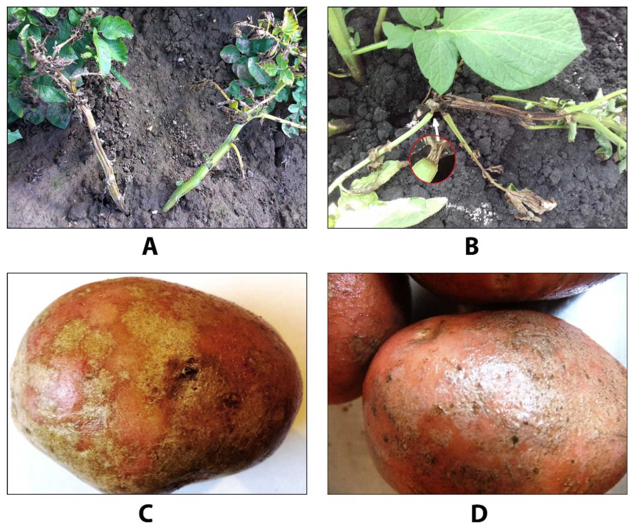 Agronomy 14 01373 g001