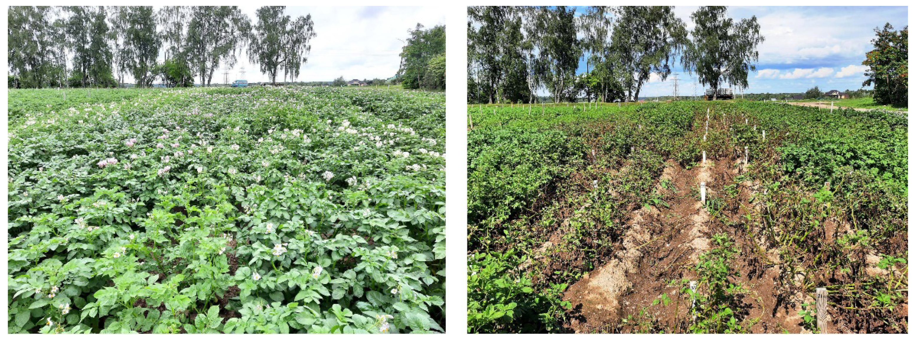 Agronomy 14 01373 g002