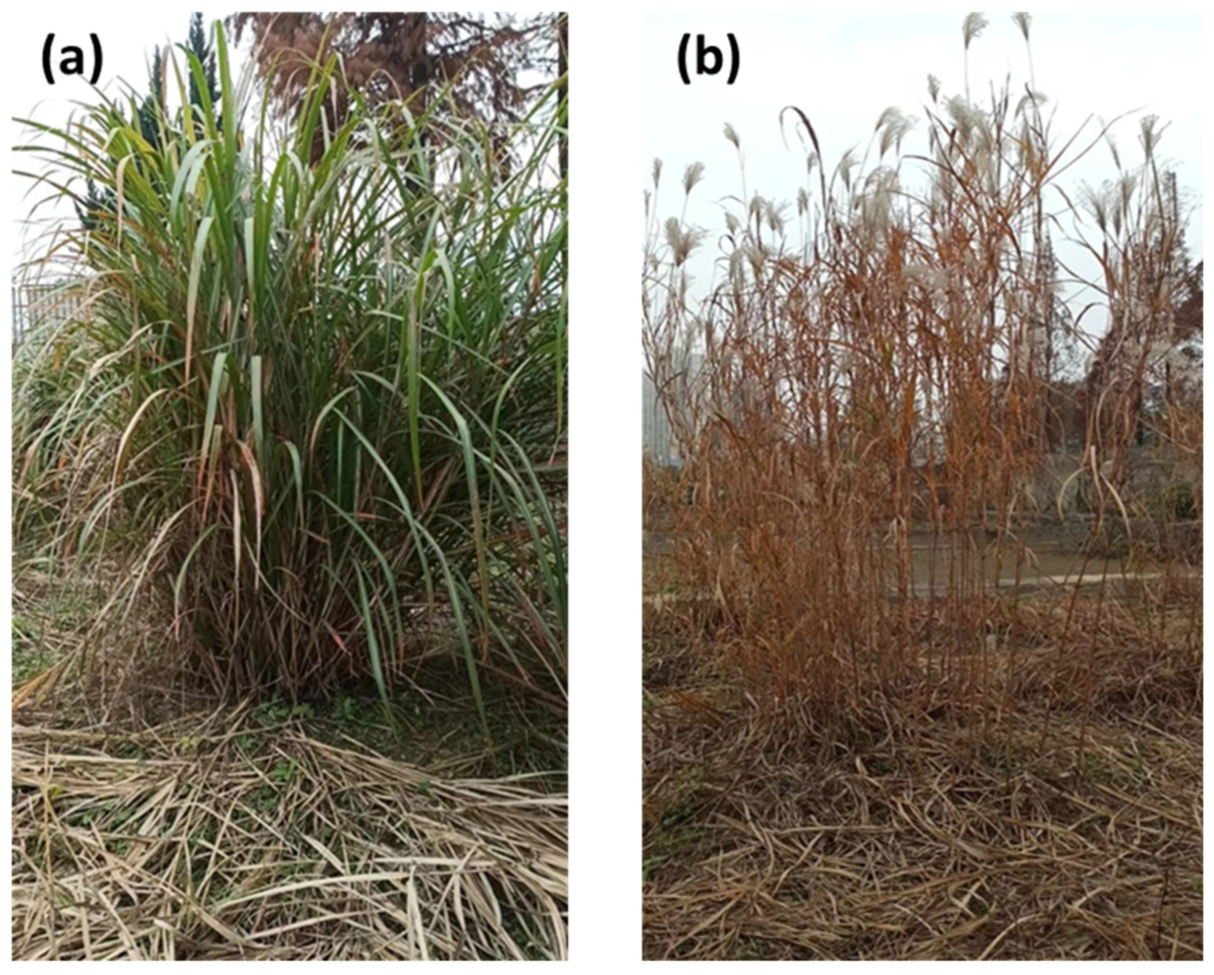 Agronomy 14 01389 g001