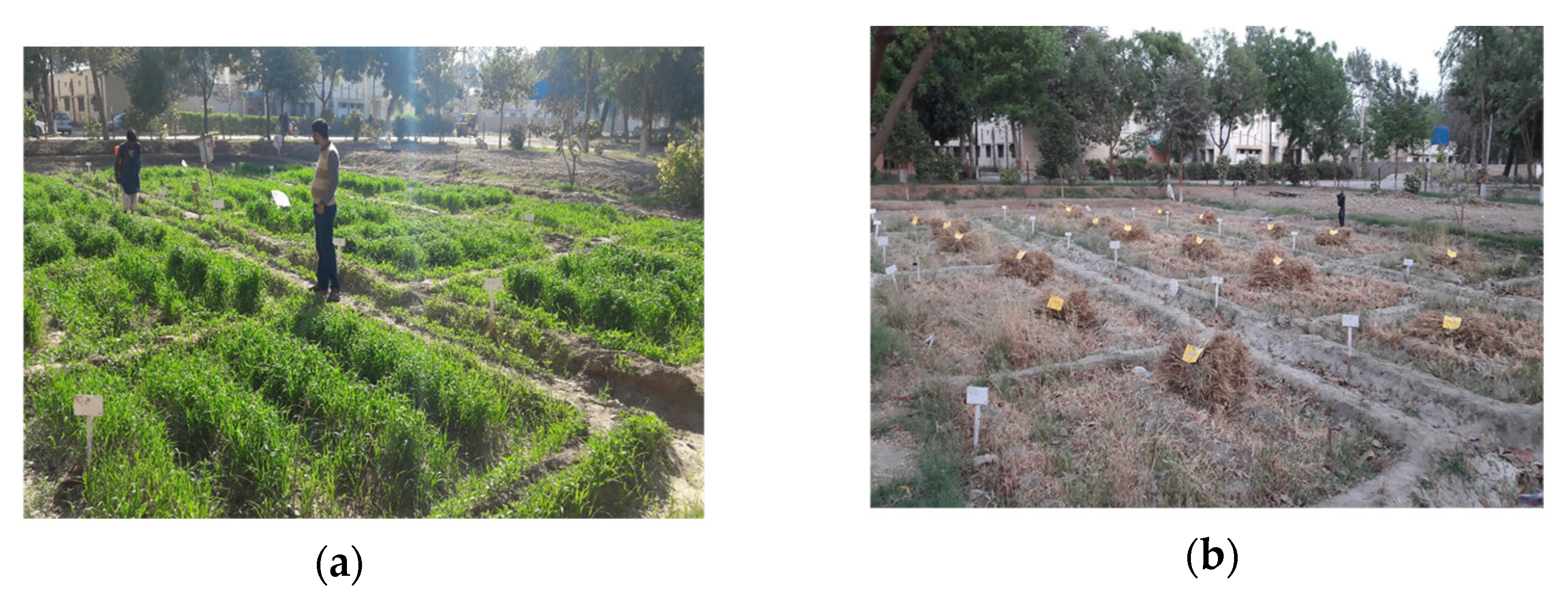 Agronomy 14 01404 g002