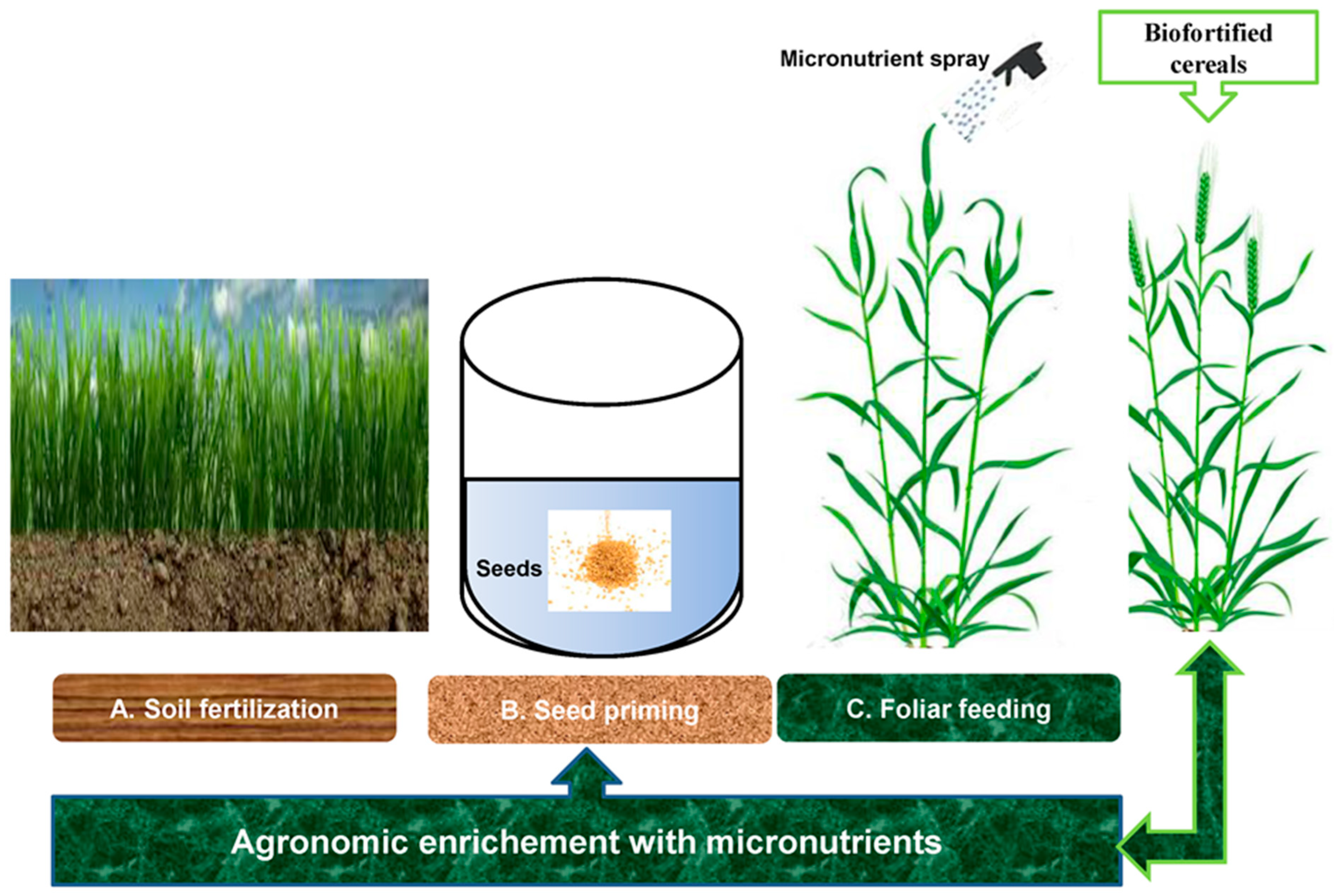Agronomy 14 01415 g001 Agronomy 14 01415 g001