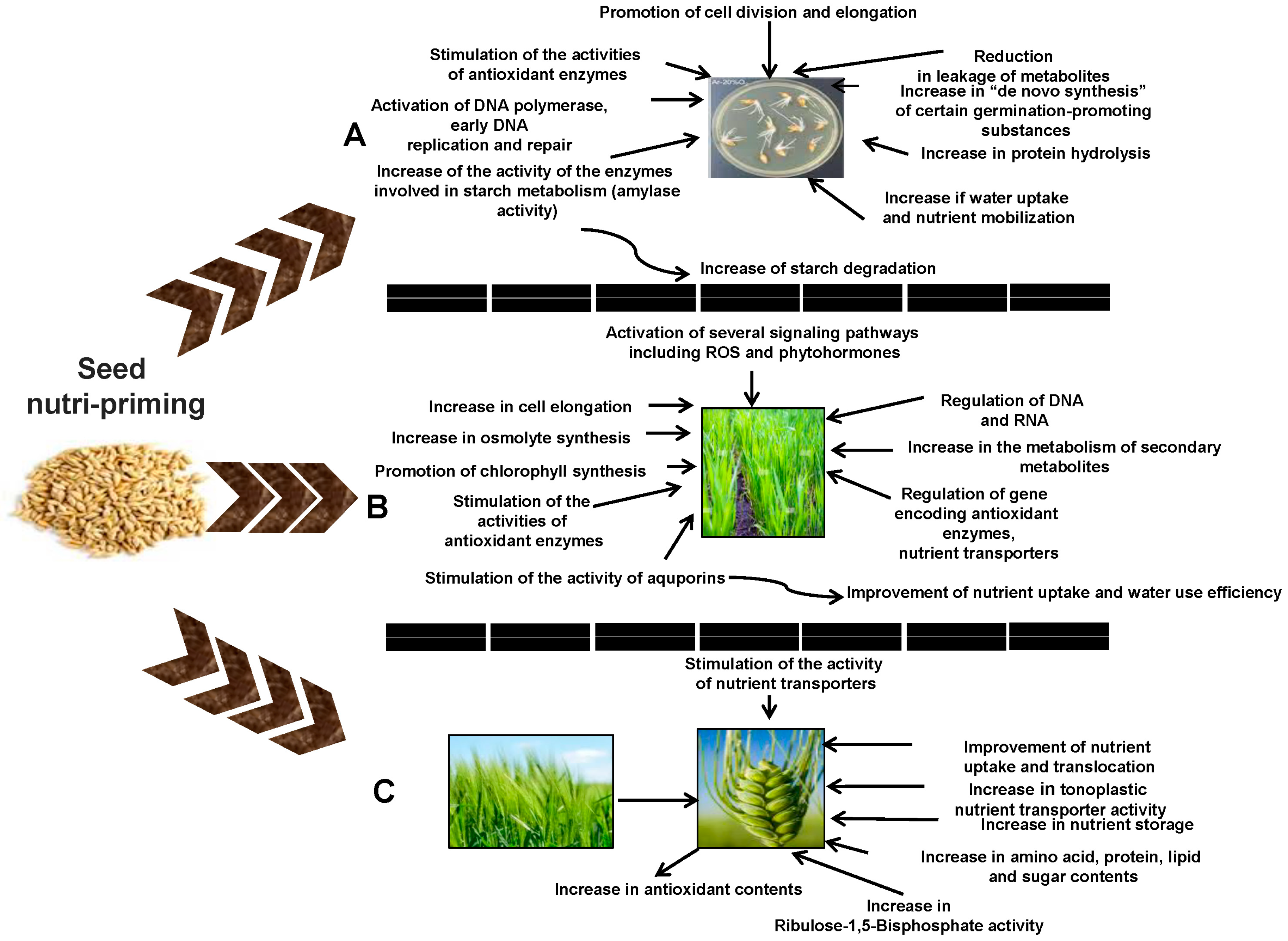 Agronomy 14 01415 g003 Agronomy 14 01415 g003