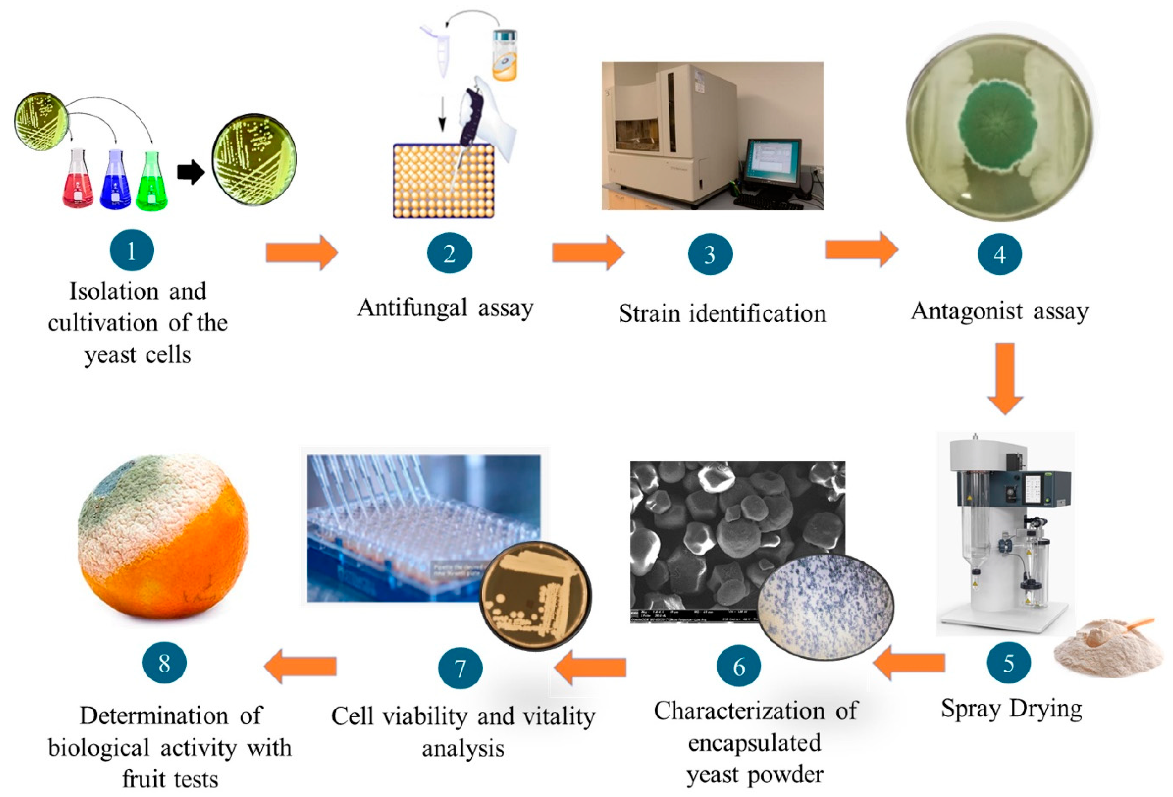 Agronomy 14 01431 g001