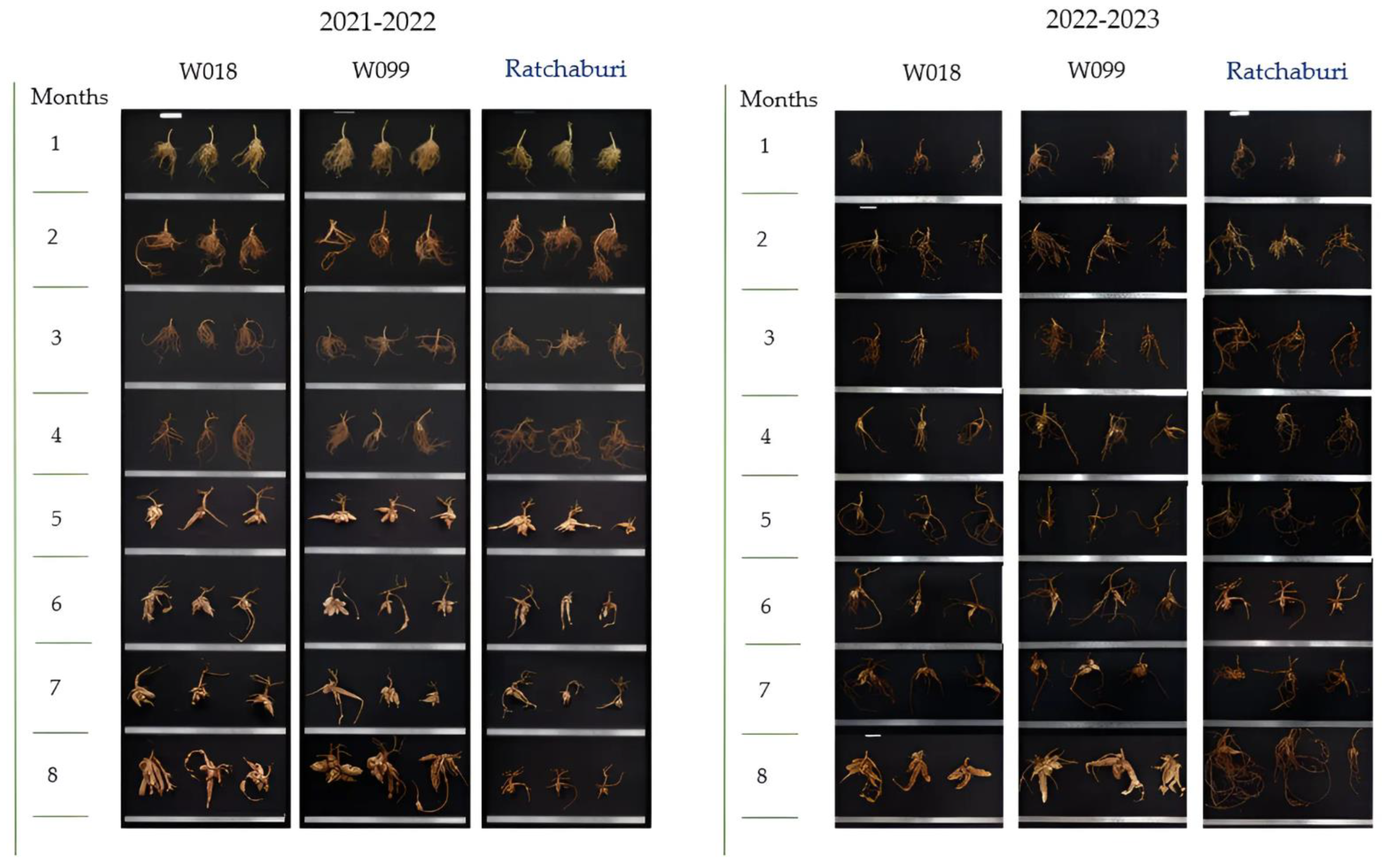 Agronomy 14 01433 g001