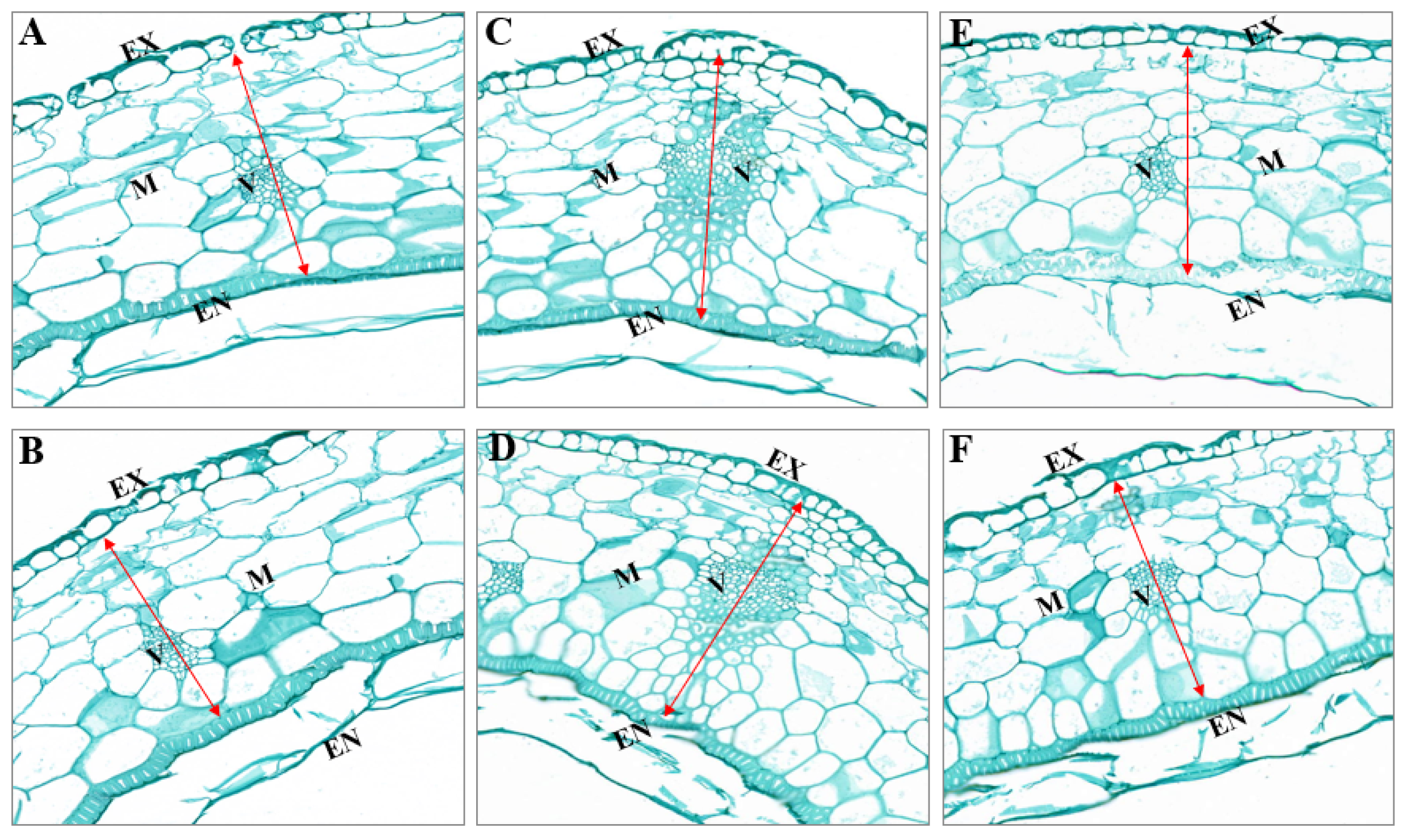 Agronomy 14 01437 g005