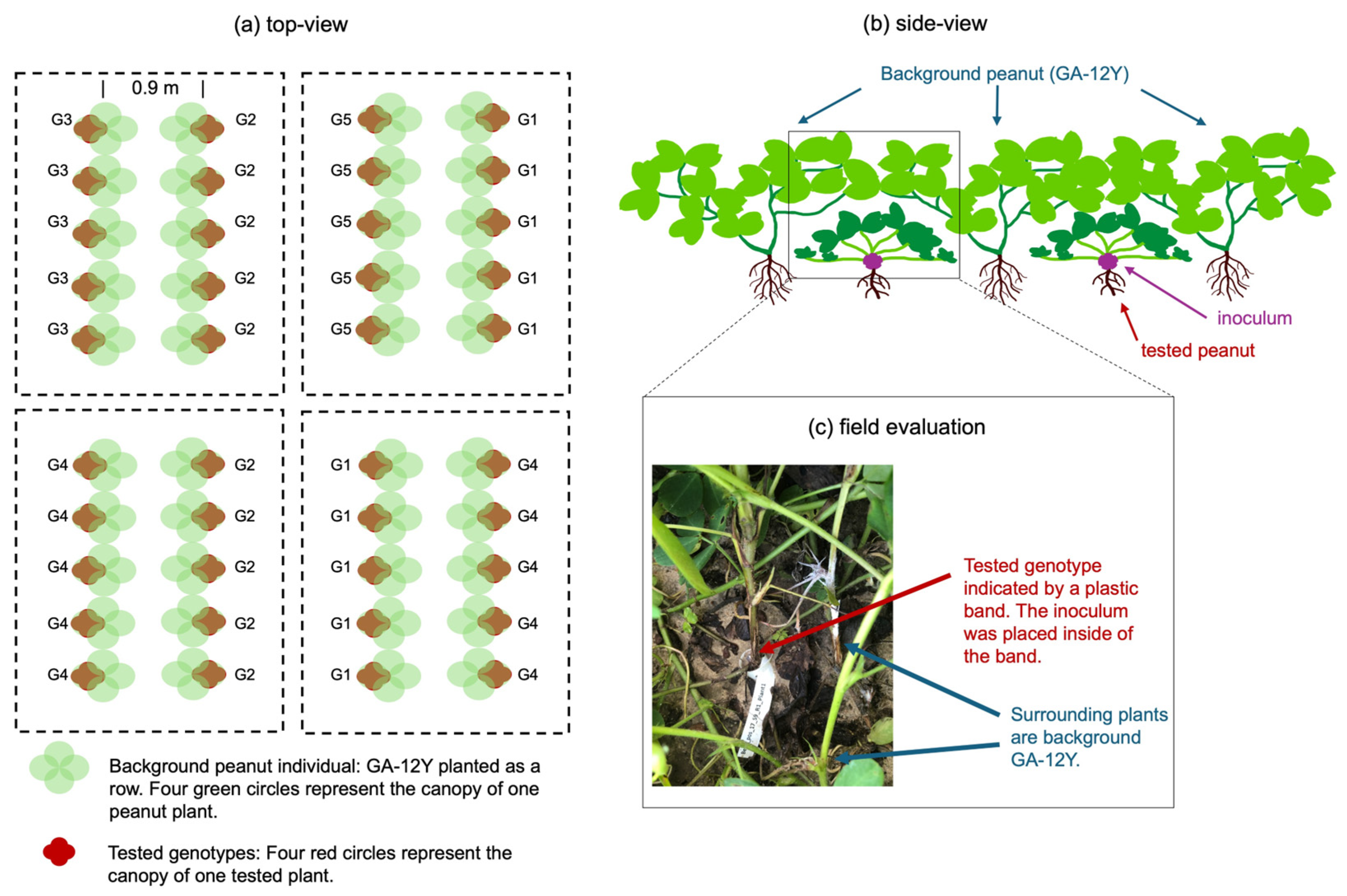 Agronomy 14 01442 g002
