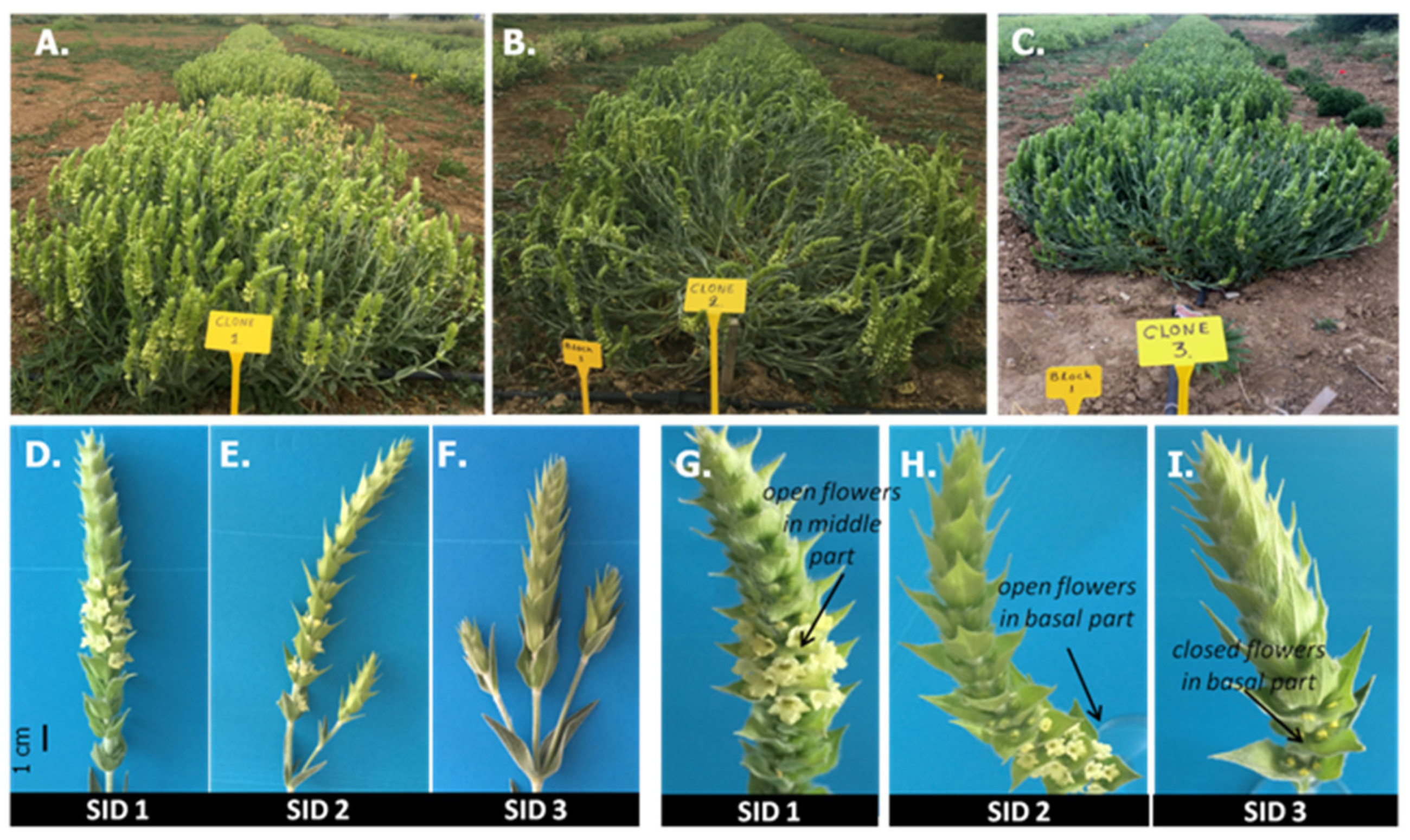 Agronomy 14 01448 g001