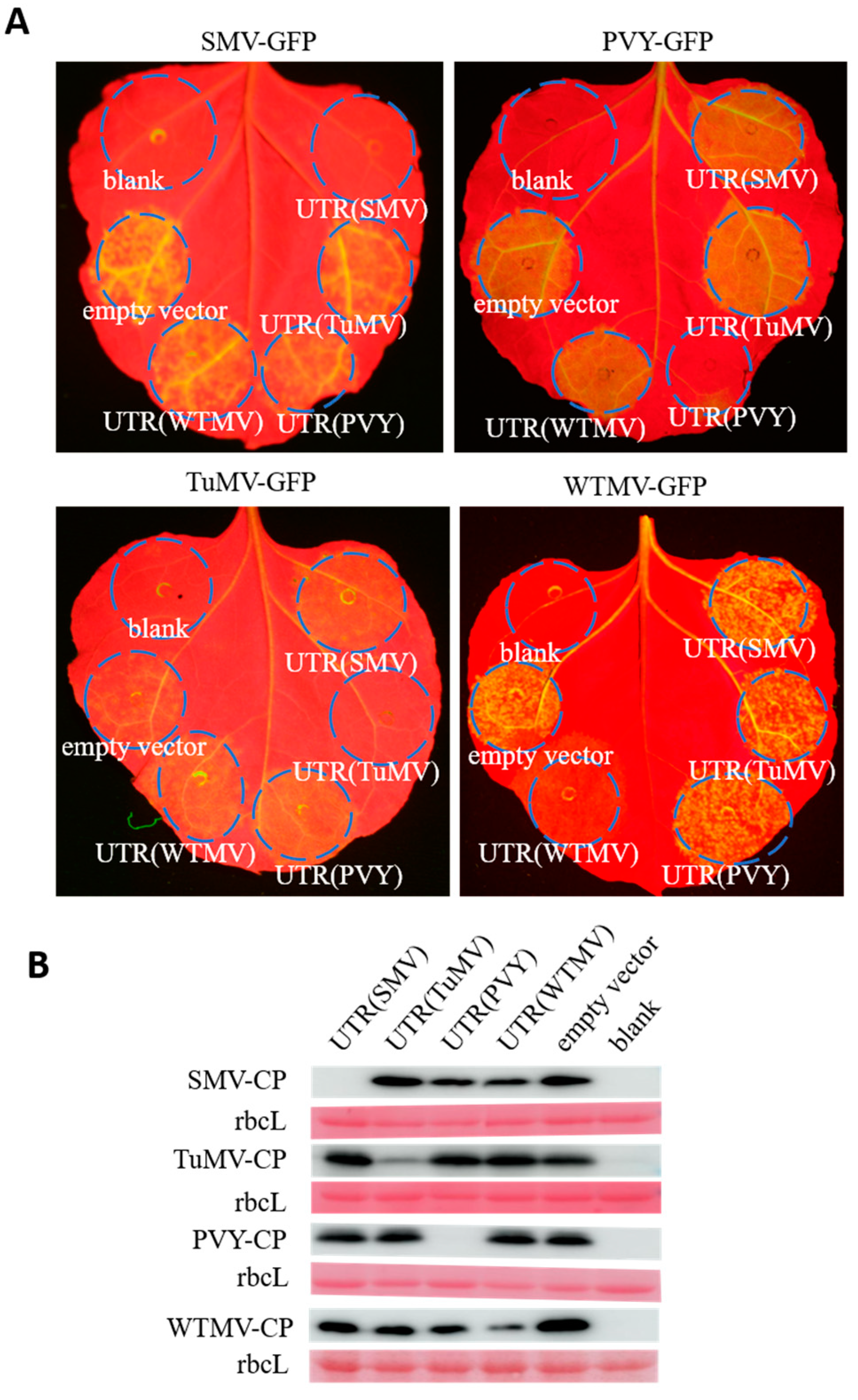 Agronomy 14 01457 g001