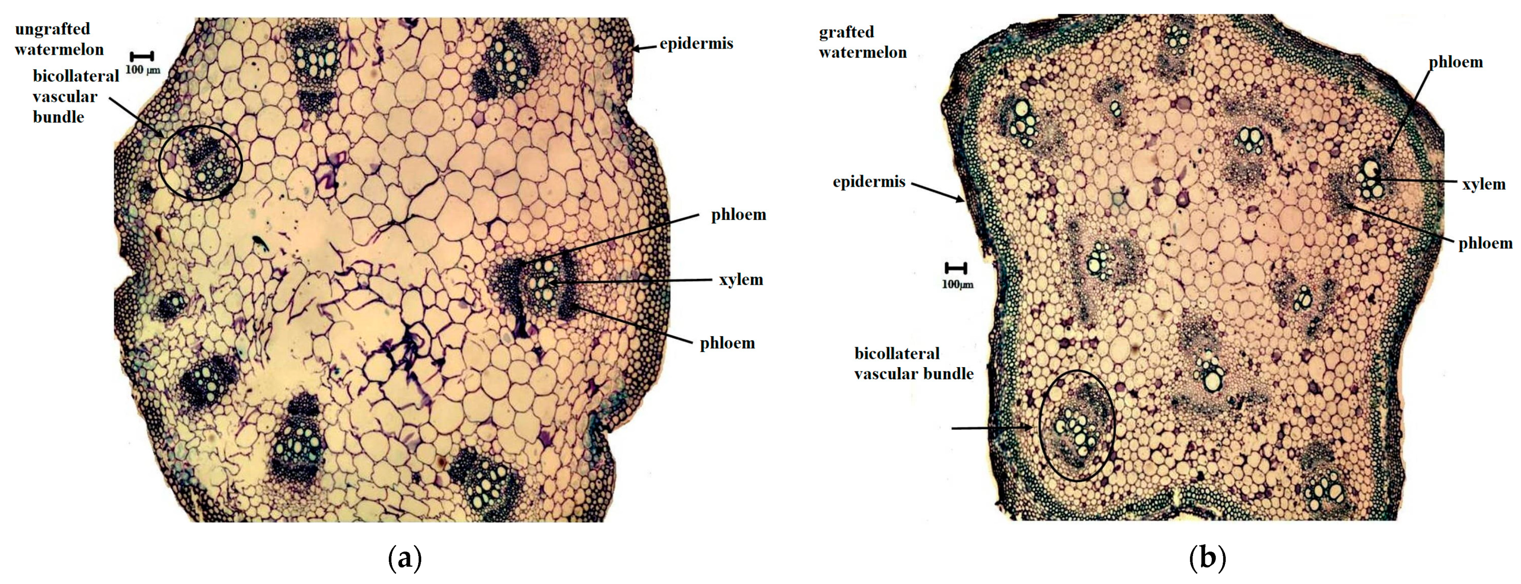 Agronomy 14 01472 g004