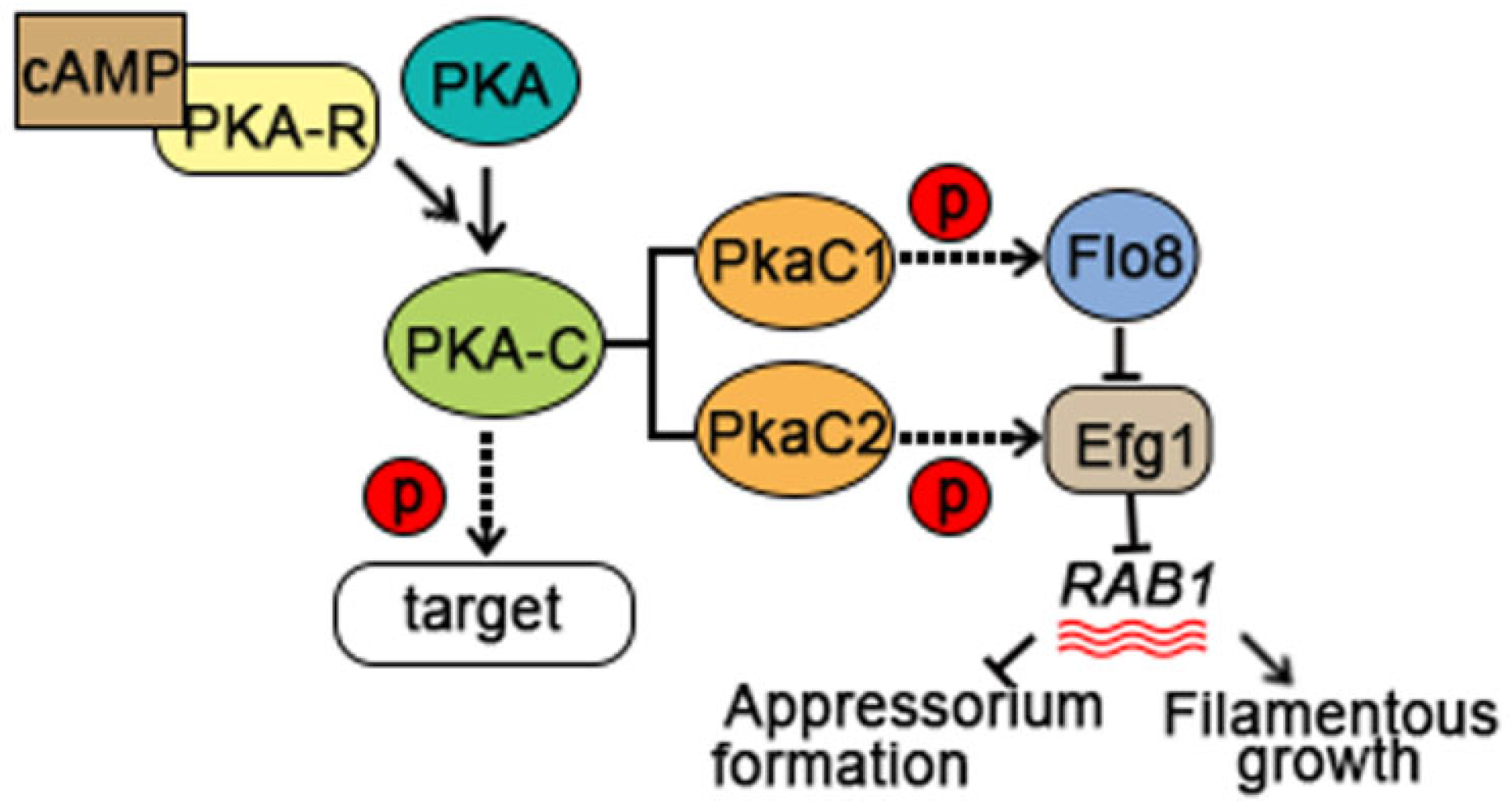 Agronomy 14 01488 g003
