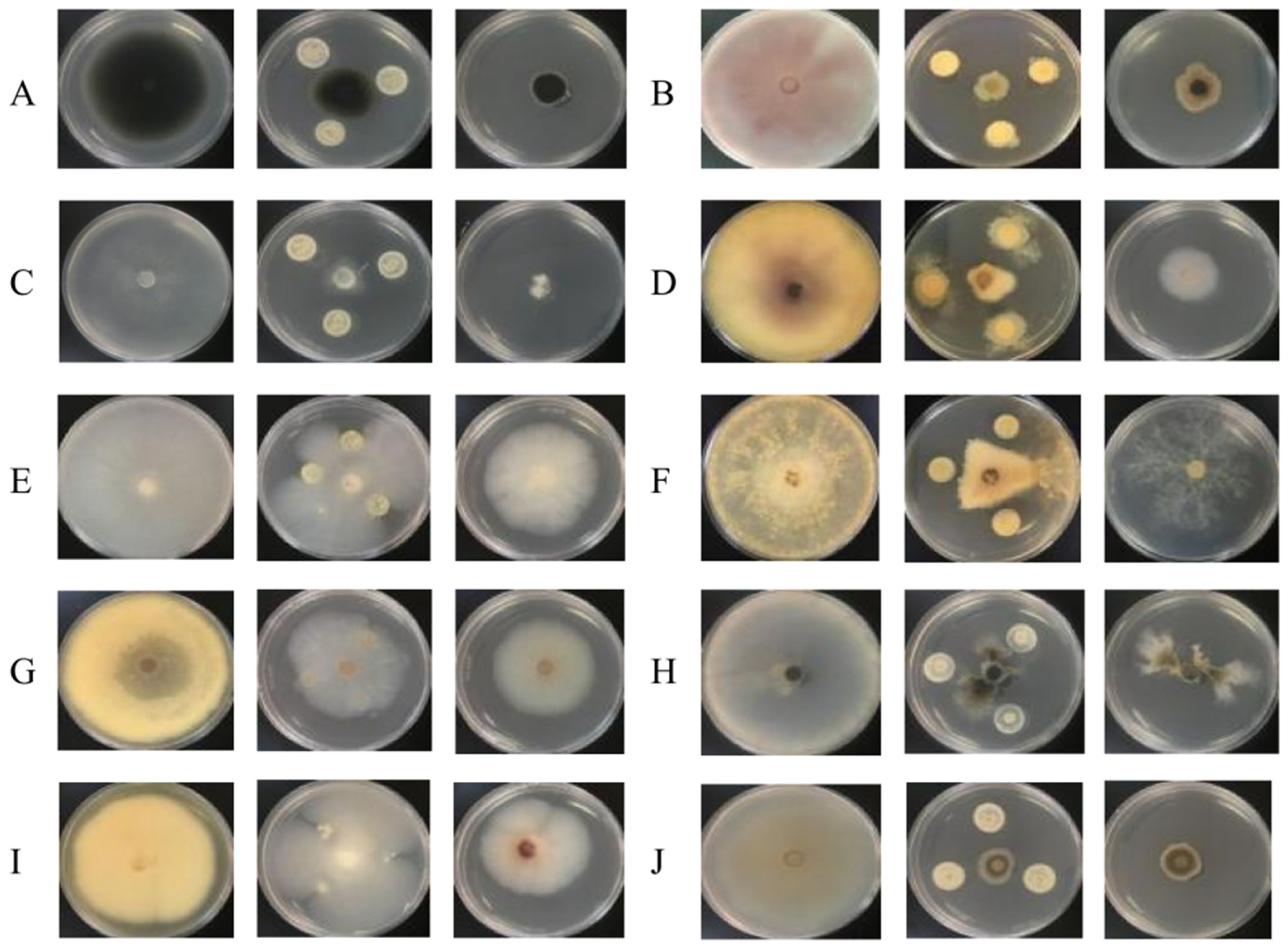 Agronomy 14 01489 g004