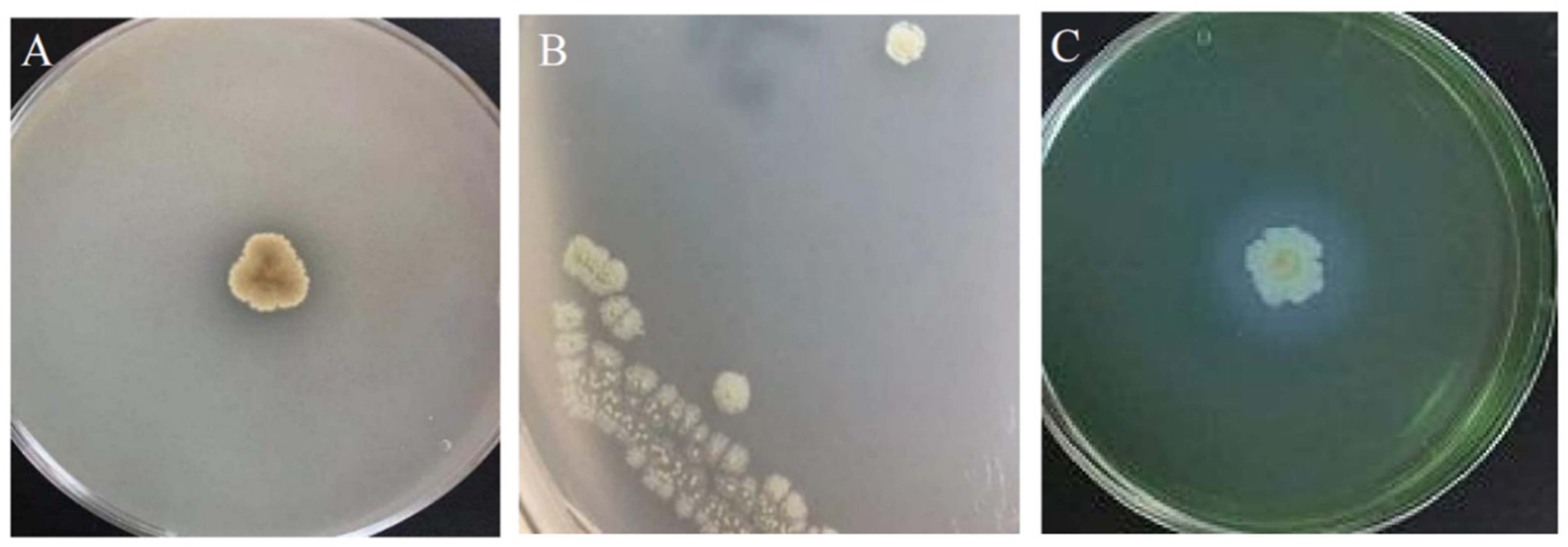 Agronomy 14 01489 g005