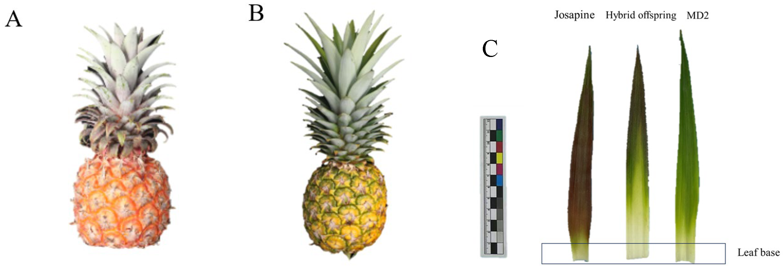 Agronomy 14 01490 g001