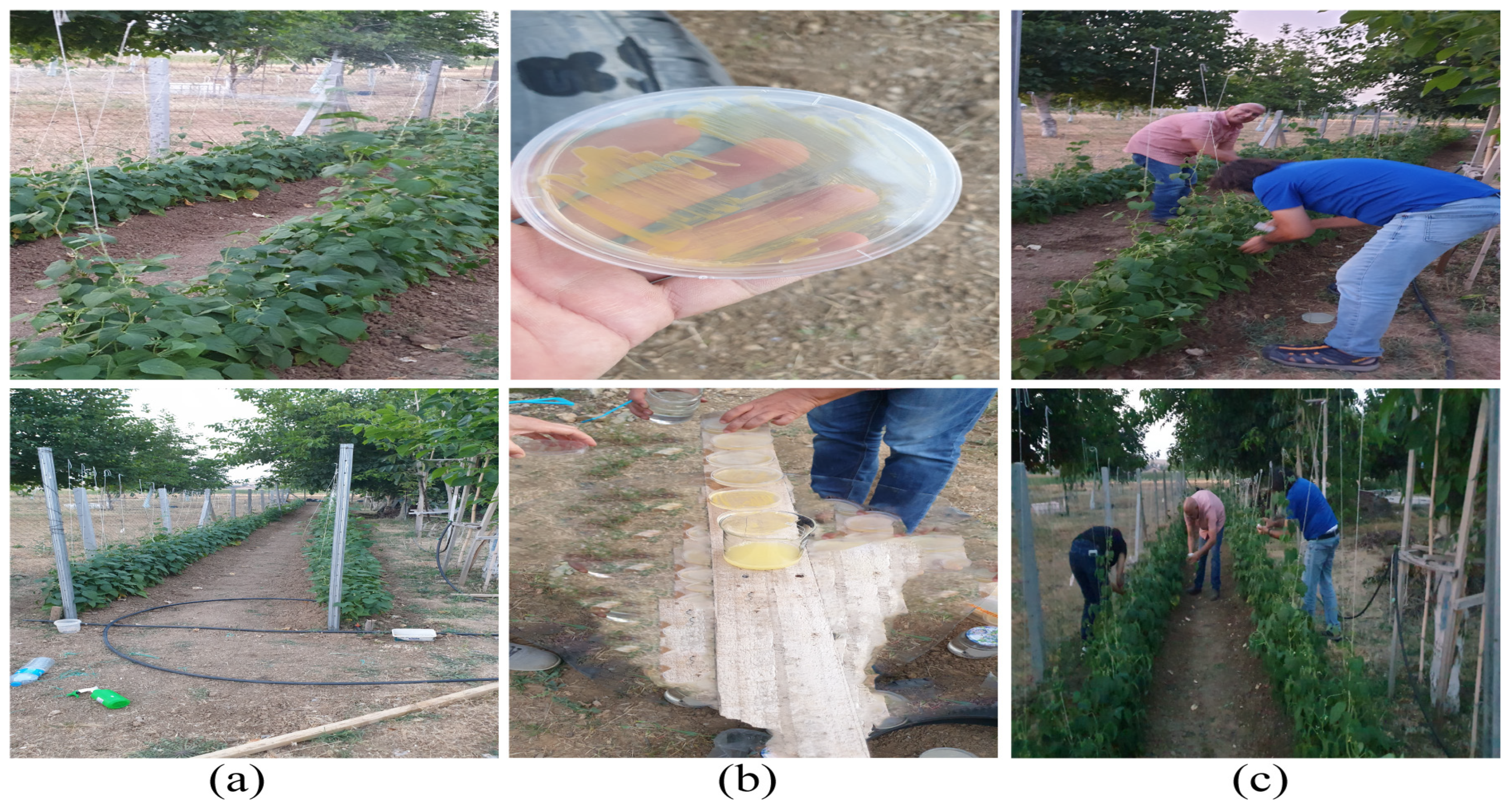 Agronomy 14 01495 g002