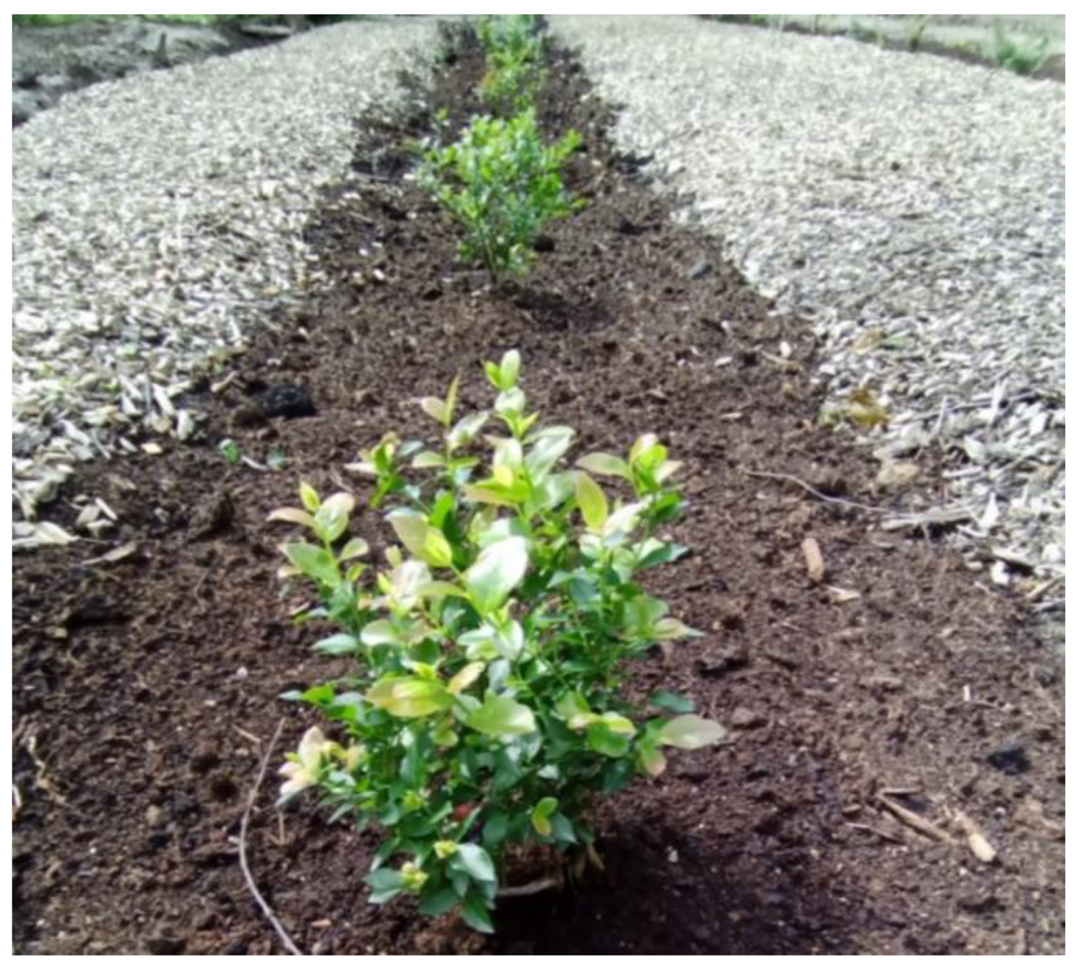 Agronomy 14 01498 g001 Agronomy 14 01498 g001