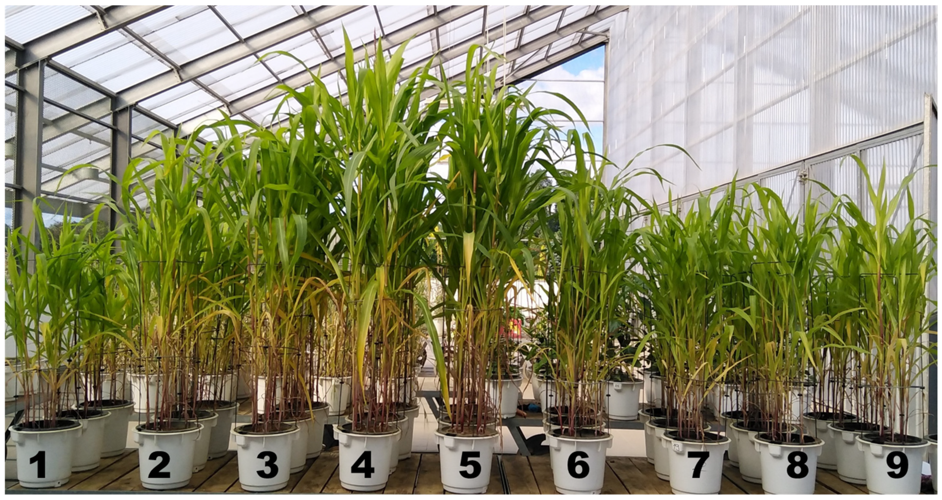 Agronomy 14 01528 g001 Agronomy 14 01528 g001