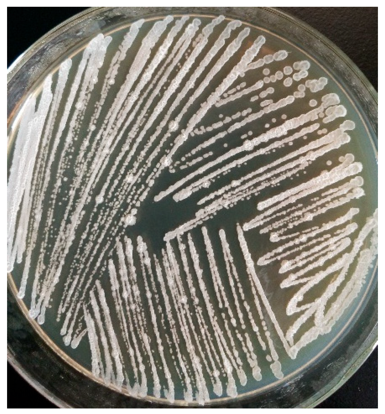 Agronomy 14 01532 g003