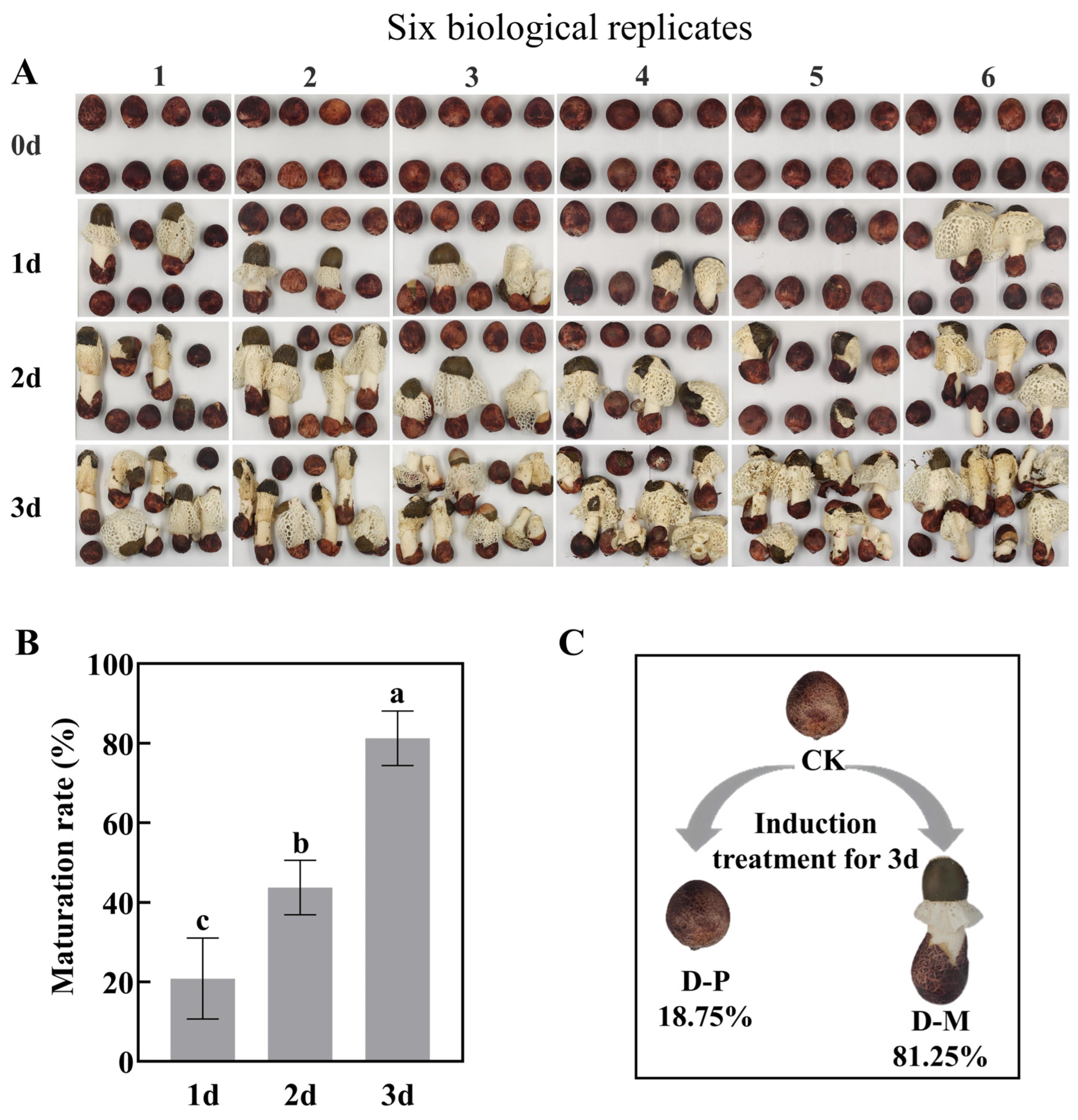 Agronomy 14 01539 g001