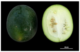 Agronomy 14 01544 i002