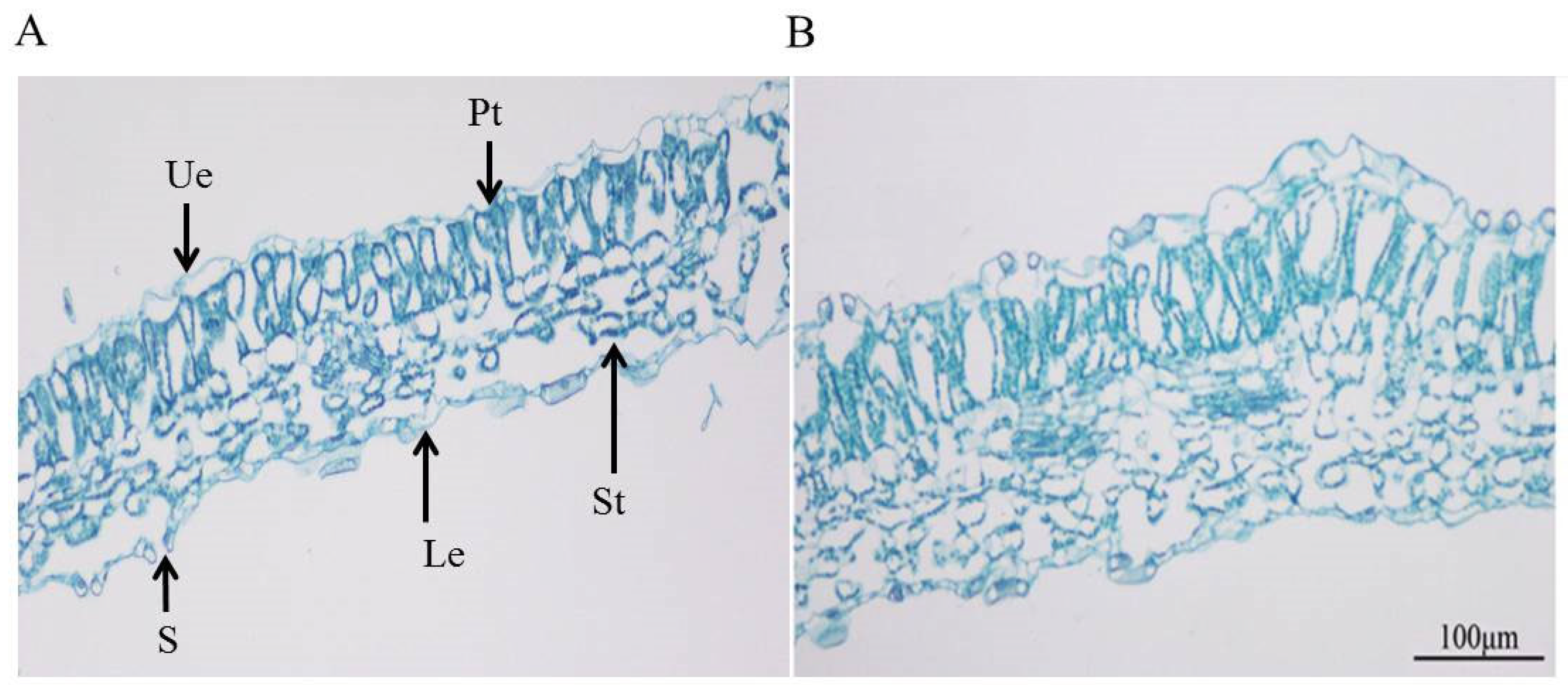 Agronomy 14 01547 g003