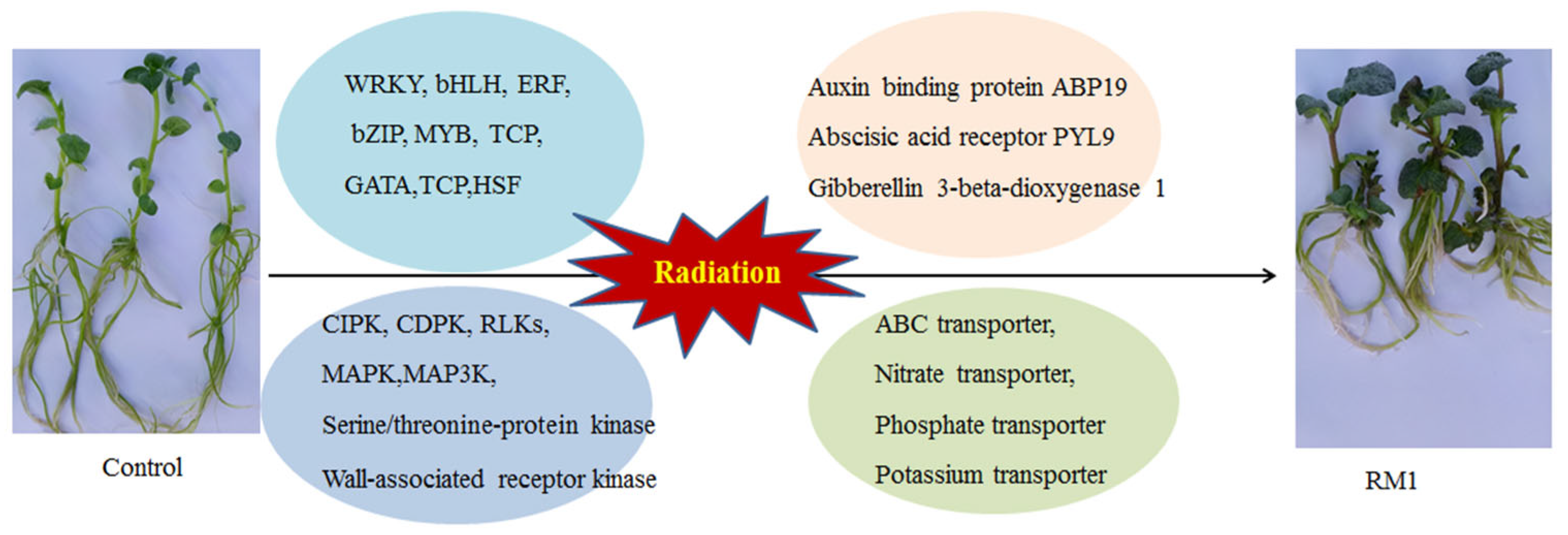 Agronomy 14 01547 g007