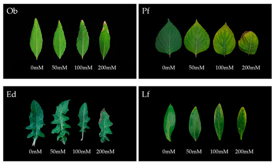 【ｉｄ】 HL7789 Air Seoul Airbus A321-231 Photo by ZUCK-ZX | ID 1556365