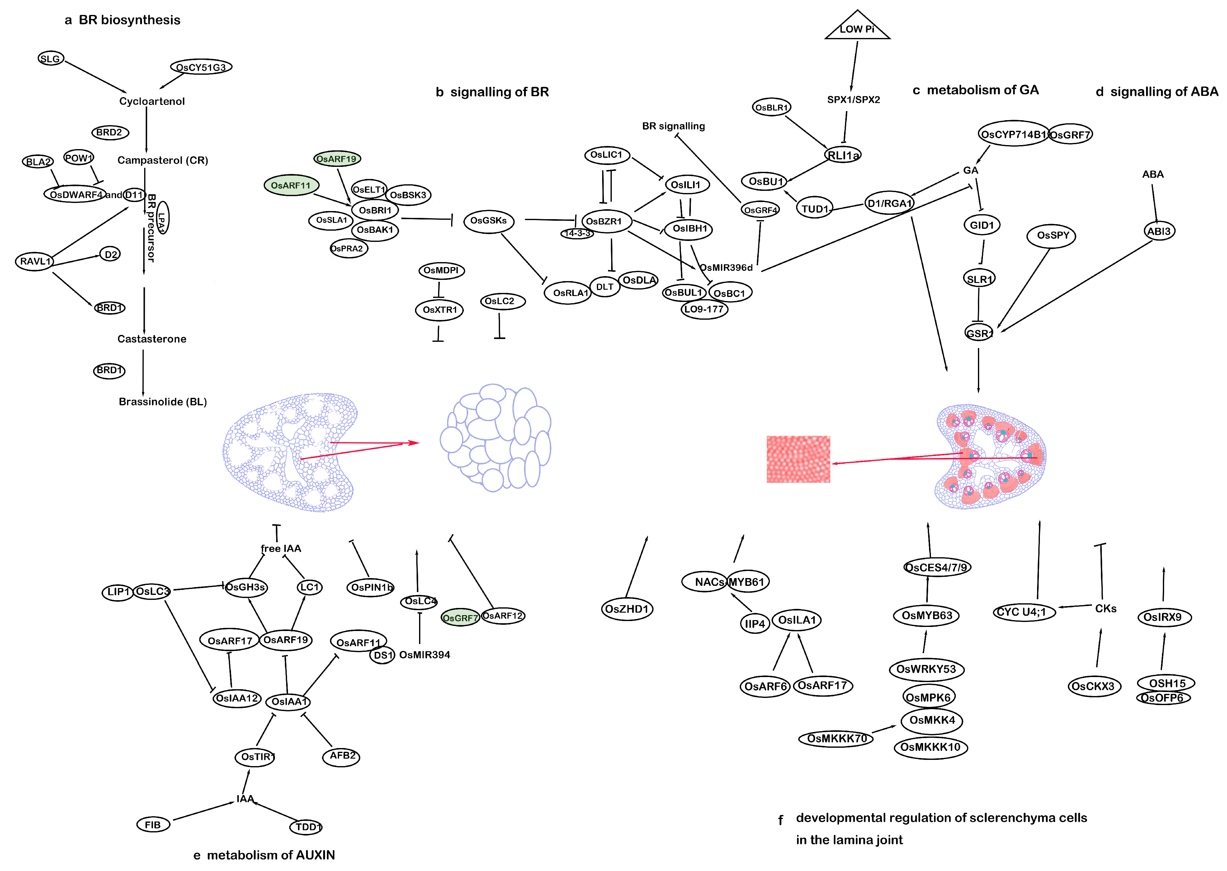 Agronomy 14 01562 g003