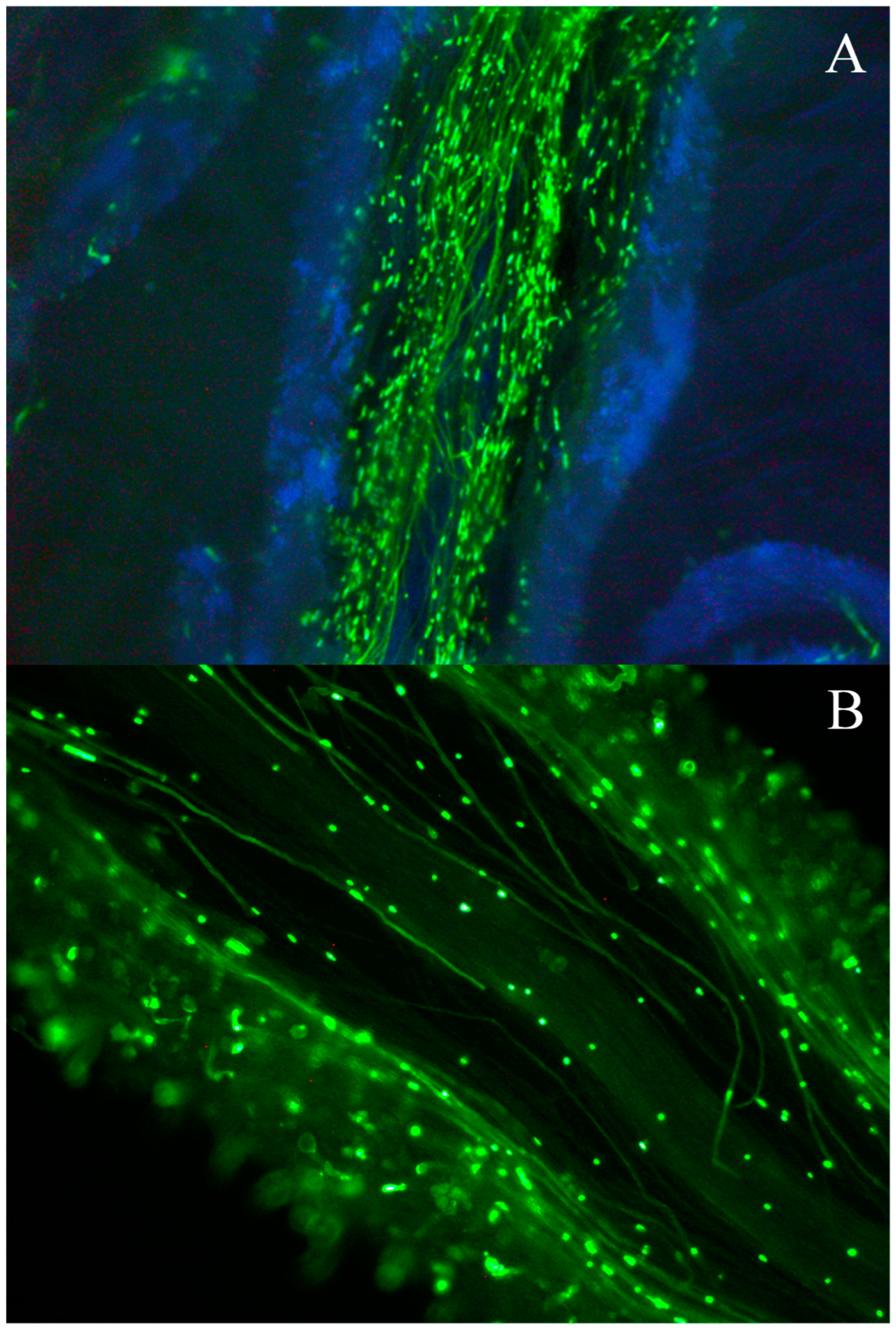 Agronomy 14 01564 g001