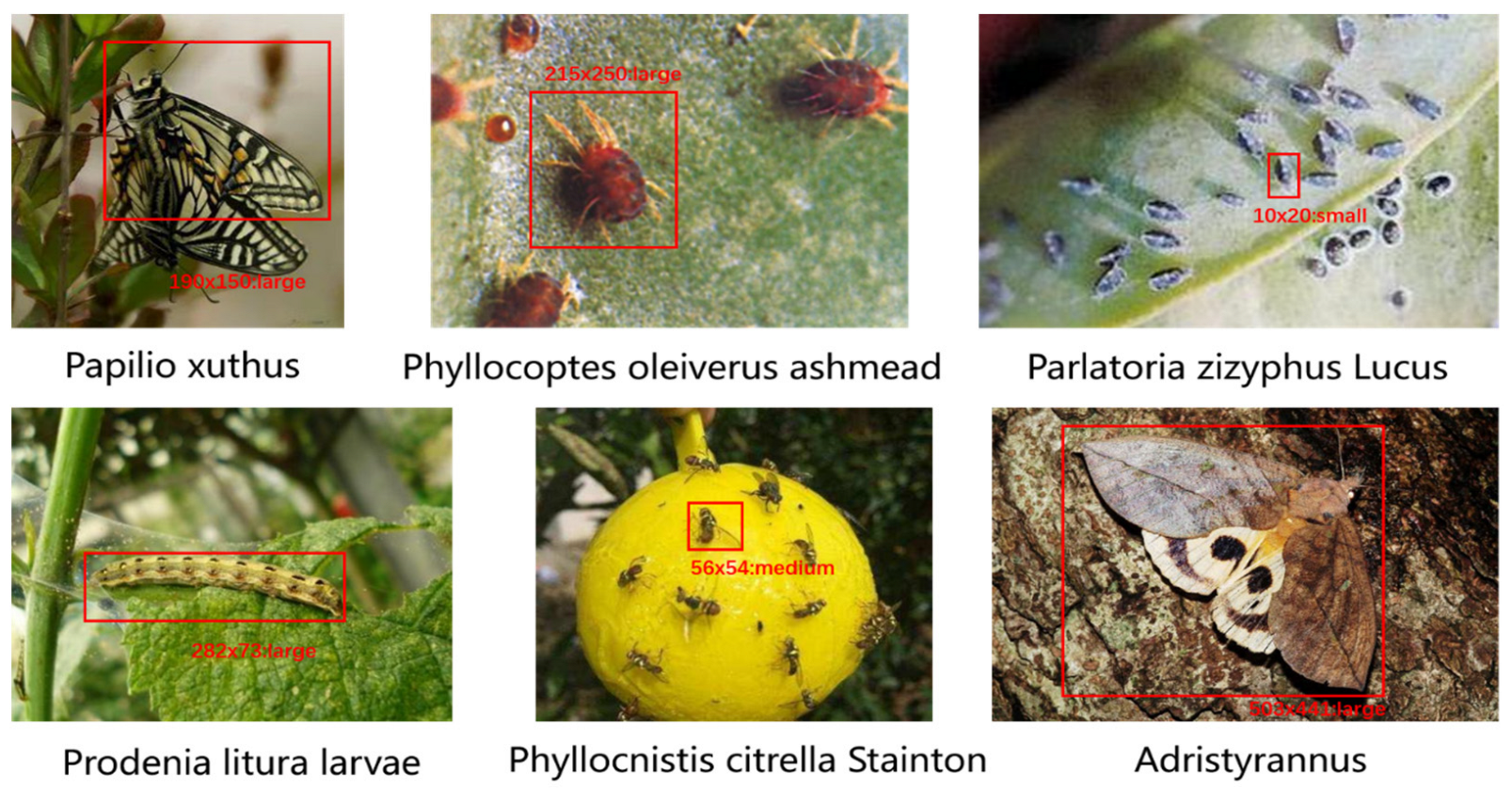 Agronomy 14 01571 g001